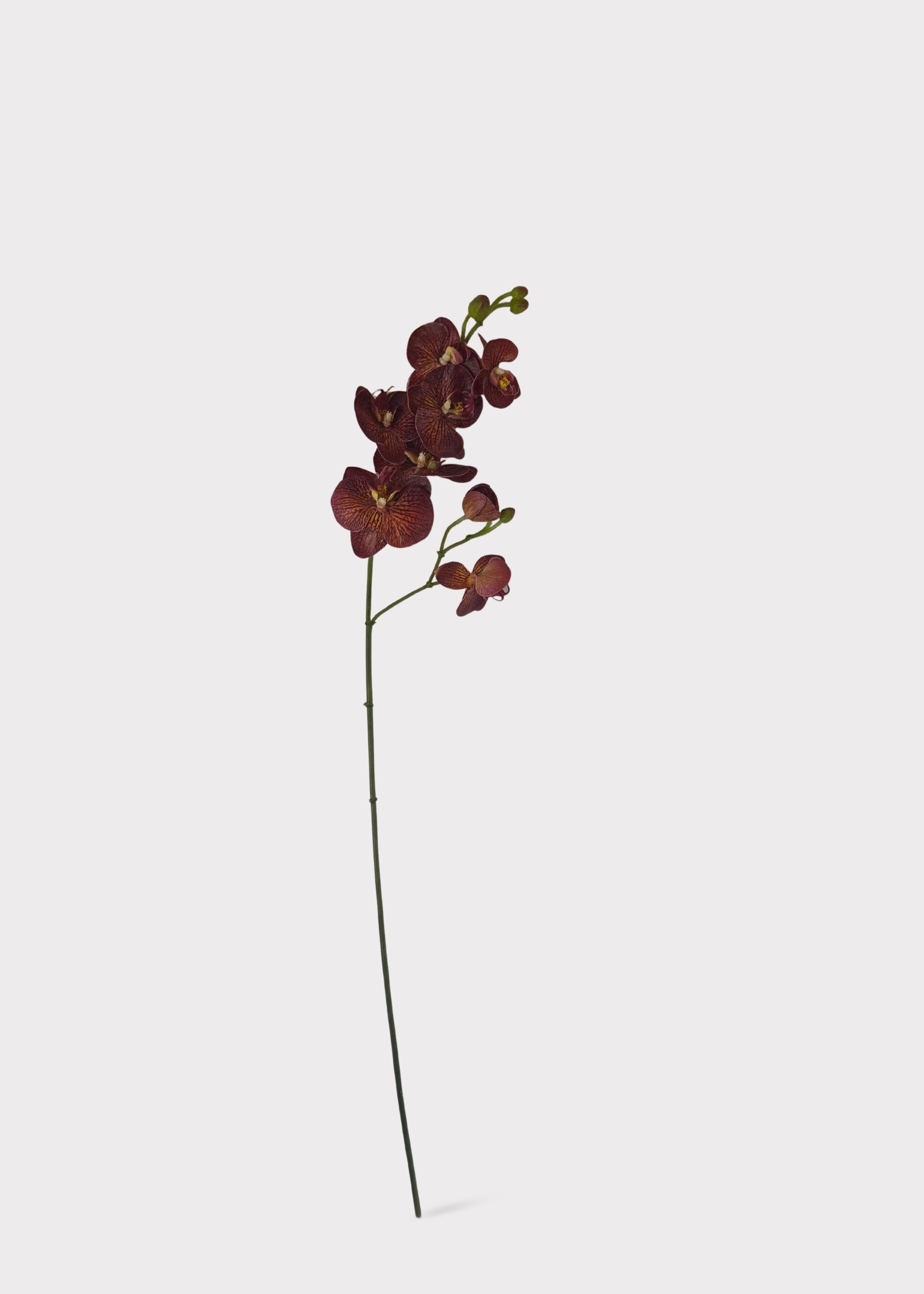 Brown Real Touch Orchid Stem for Seasonal Vase Styling