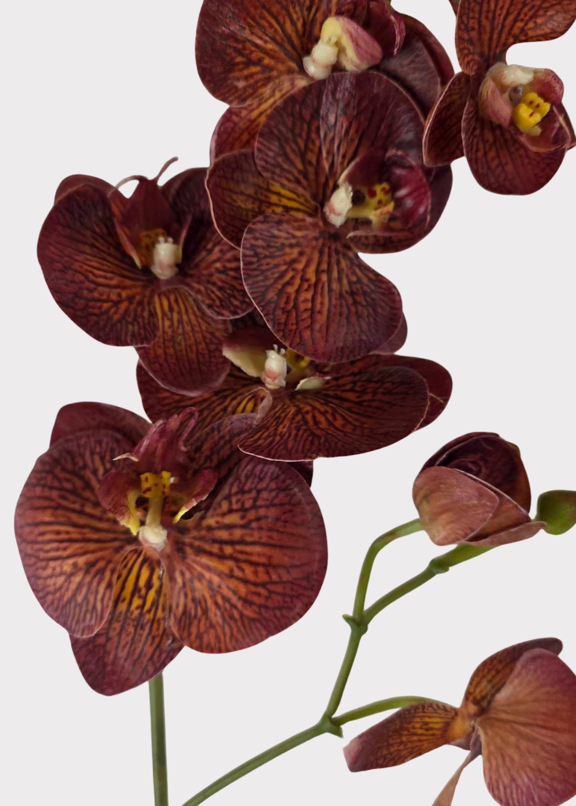 Brown Real Touch Orchid Stem for Seasonal Vase Styling