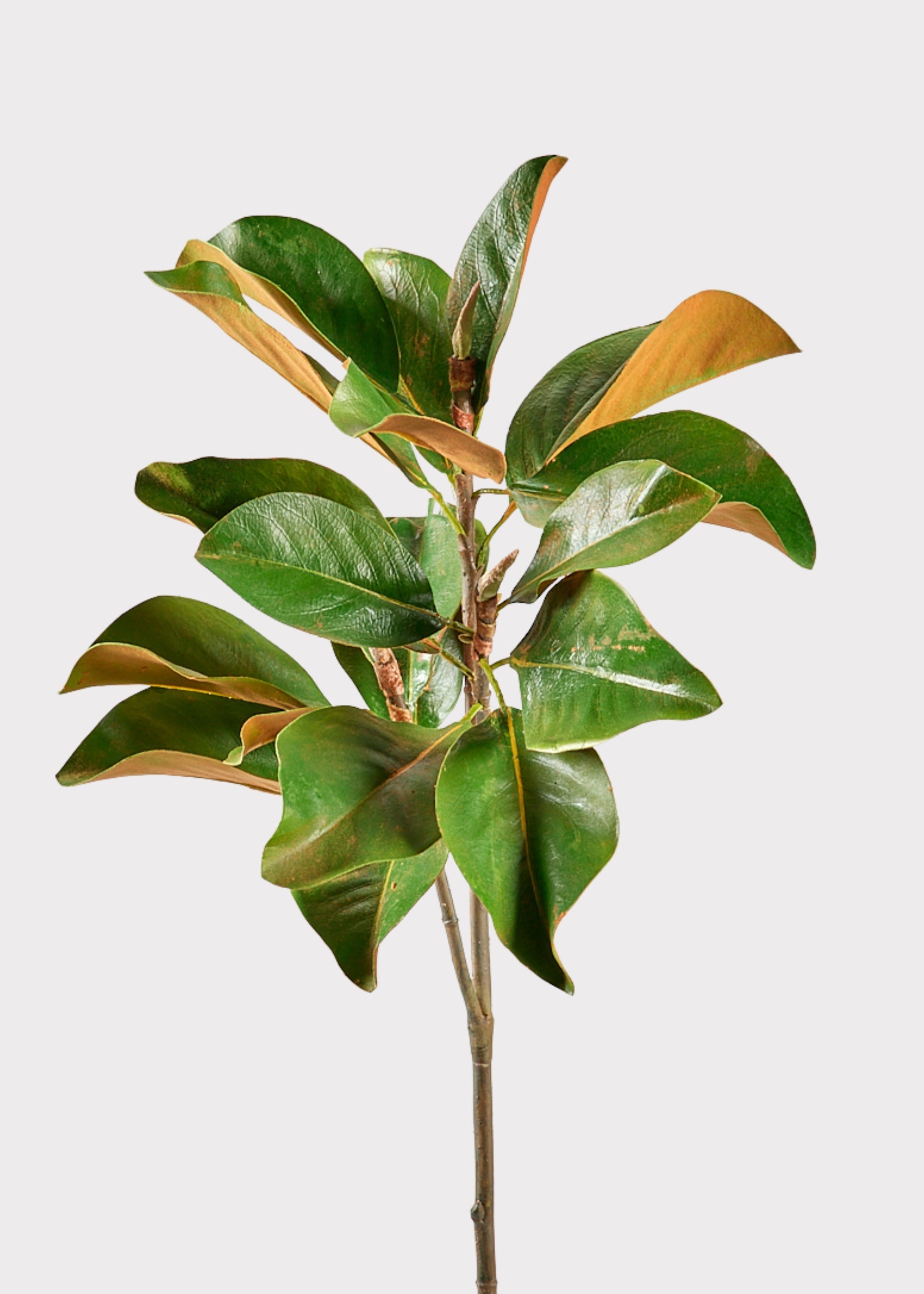 Faux Magnolia Branch for Seasonal Vase Styling