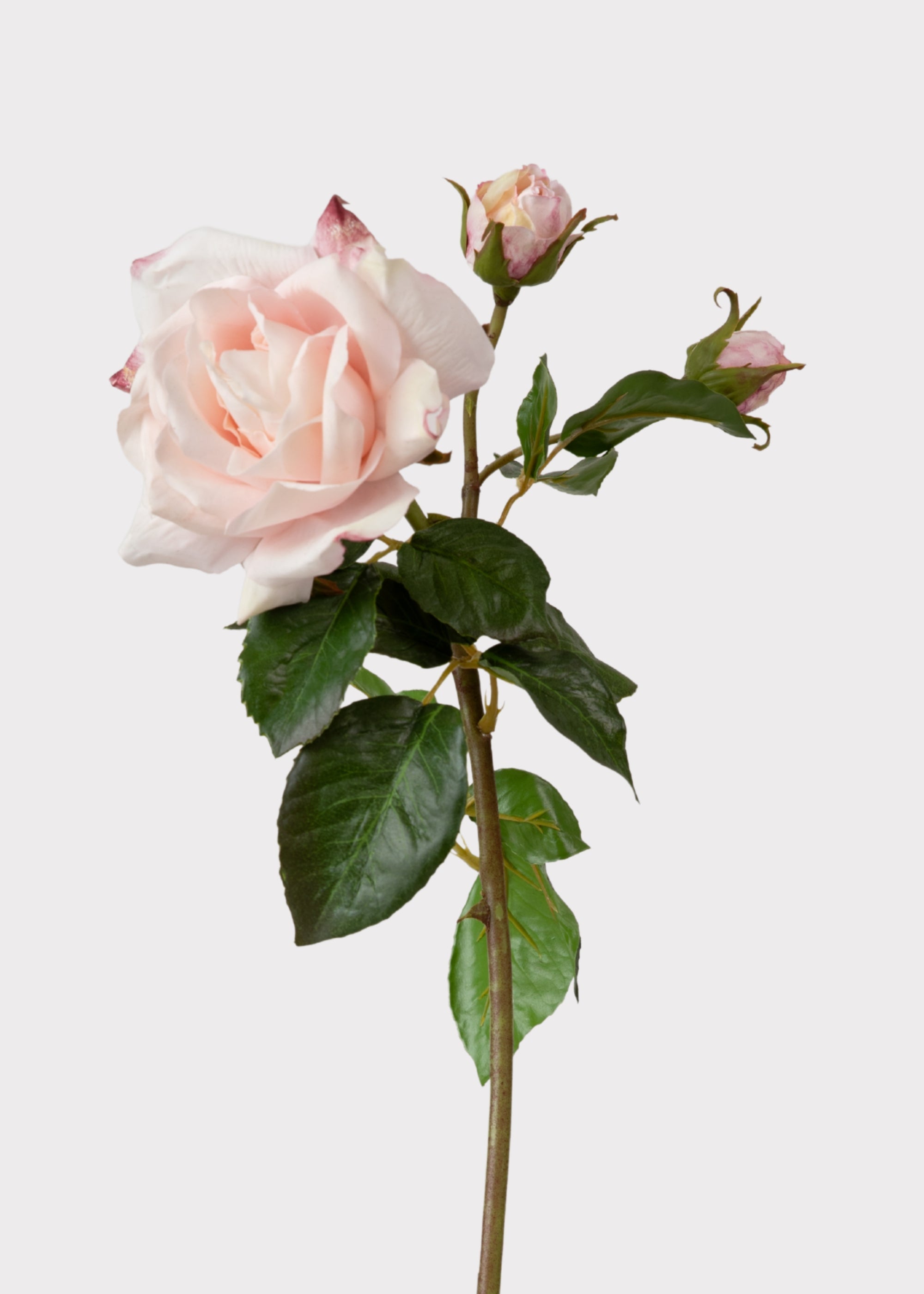 Soft Pink Real Touch Rose Stem for Vase and Wedding Styling
