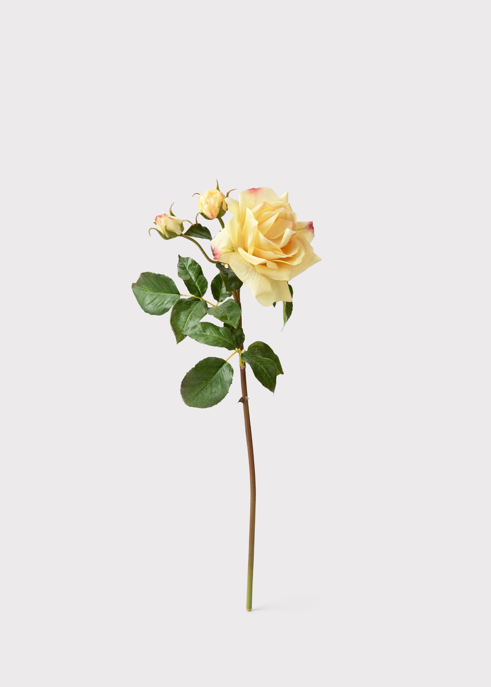 Yellow Rose for Home Styling