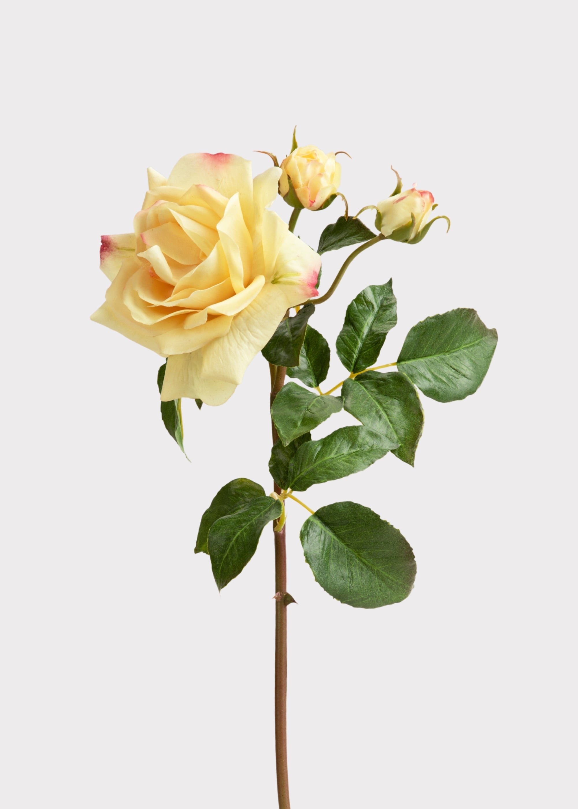 Yellow Rose for Home Styling