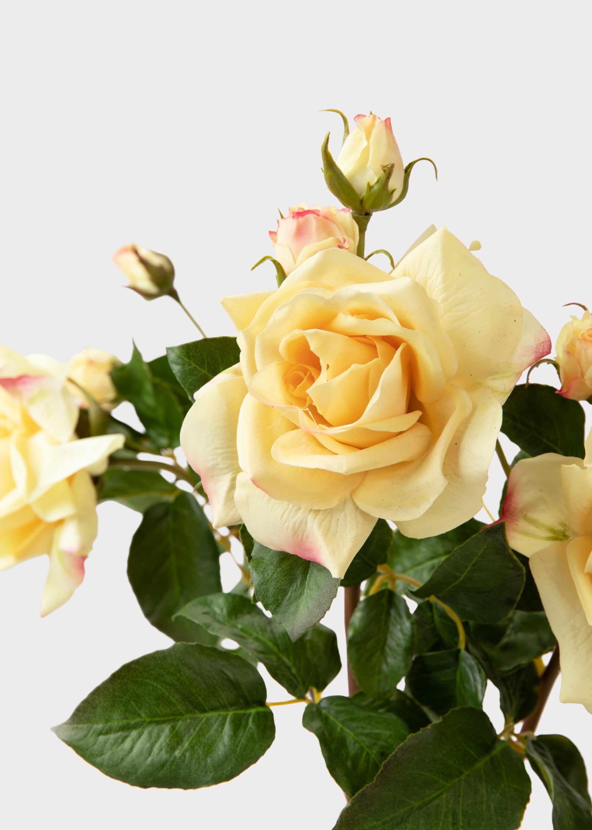 Yellow Rose for Home Styling