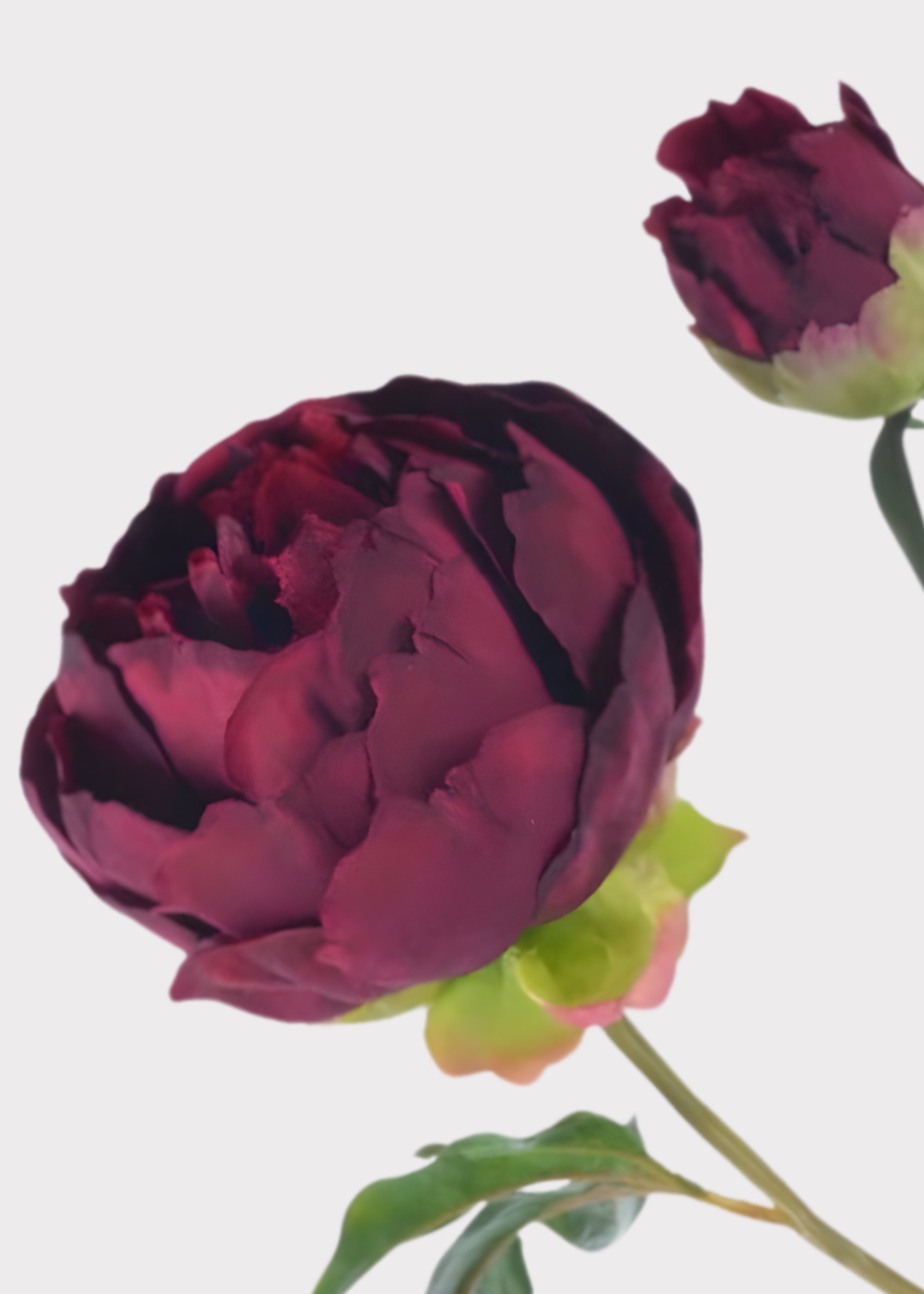 Plum Real Touch Peony Stem for Seasonal Vase Styling