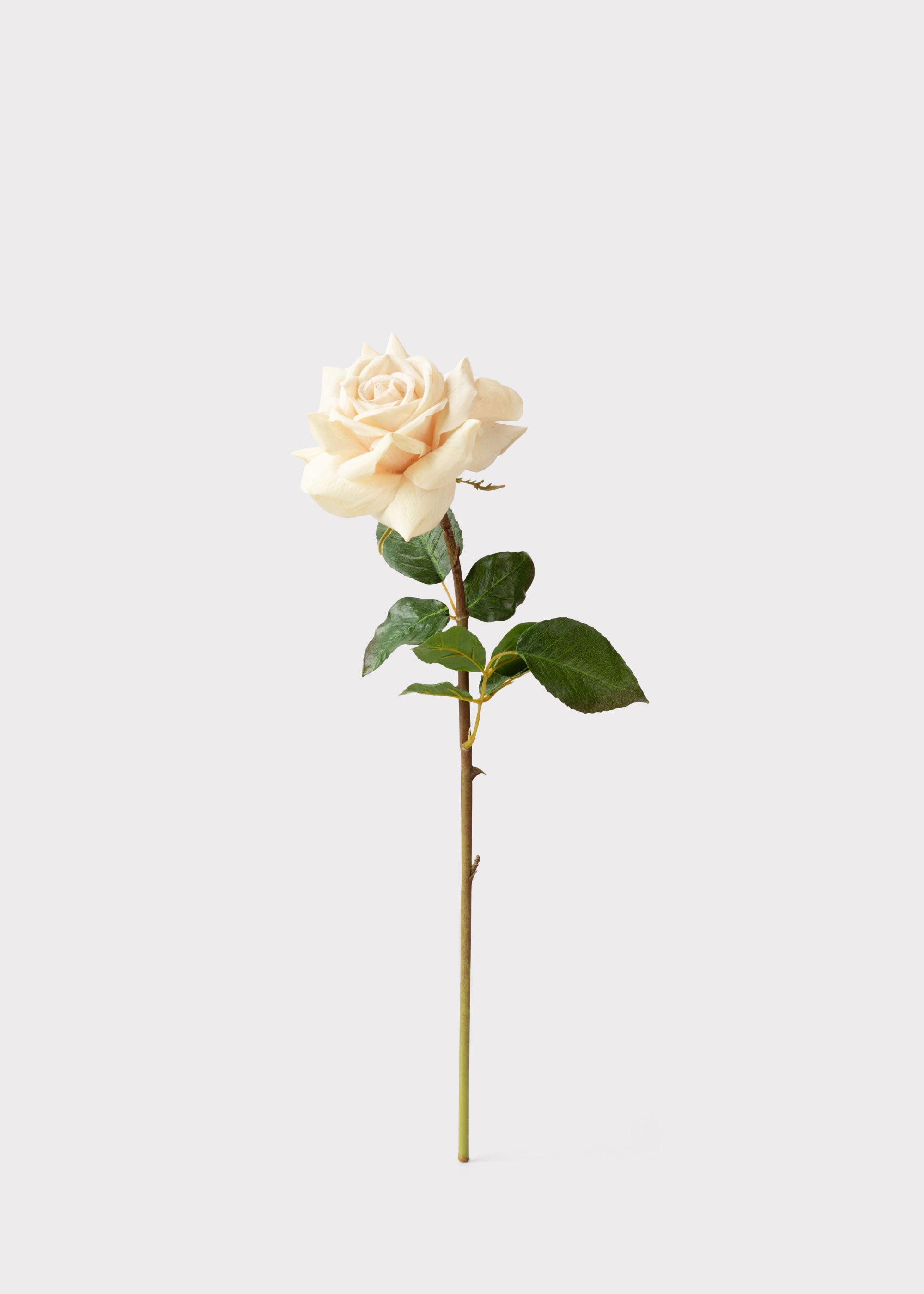 Beige Real Touch Rose Stem for Vase Styling