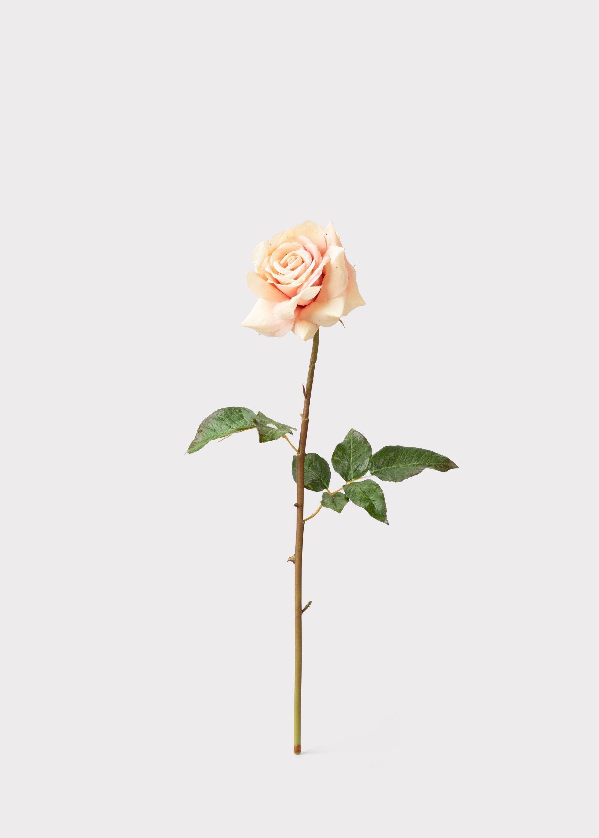 Peach Rose for Home Styling