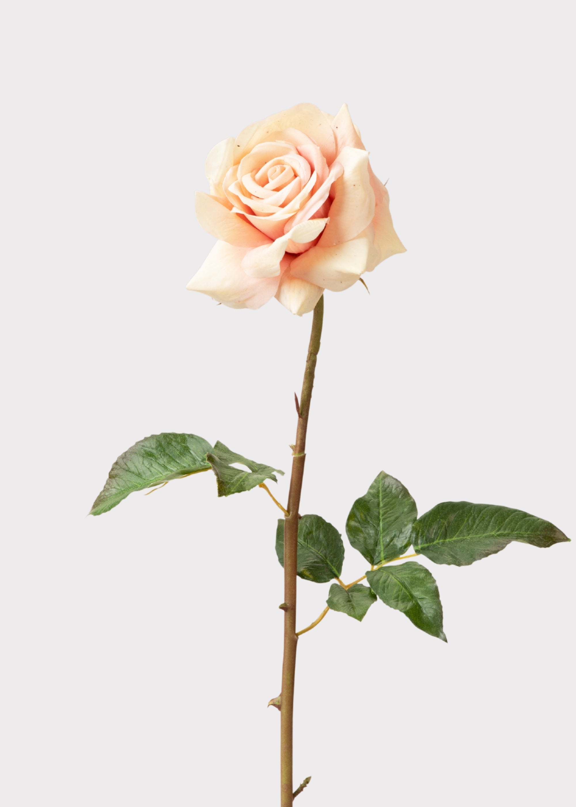 Peach Rose for Home Styling