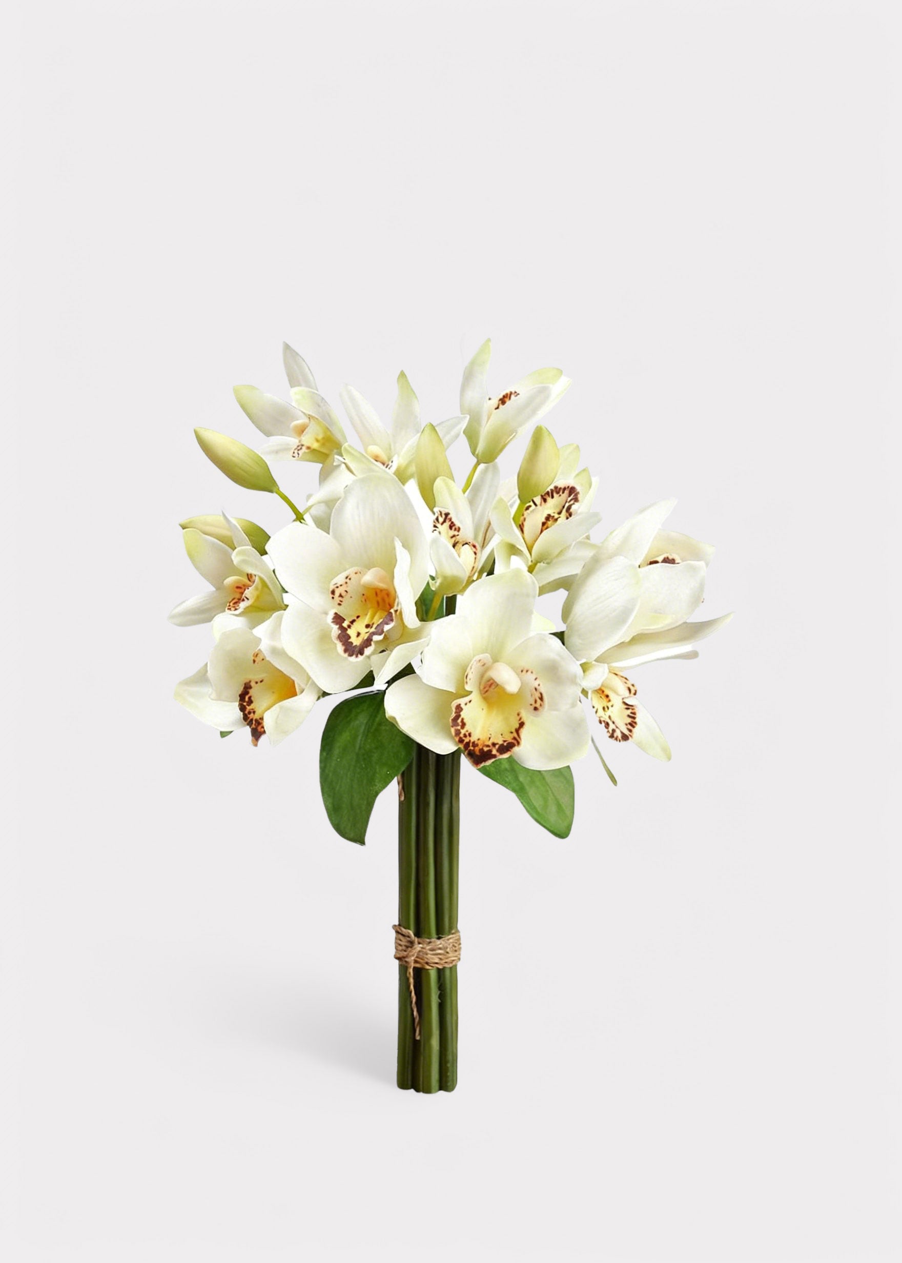 White Orchid for Home Styling