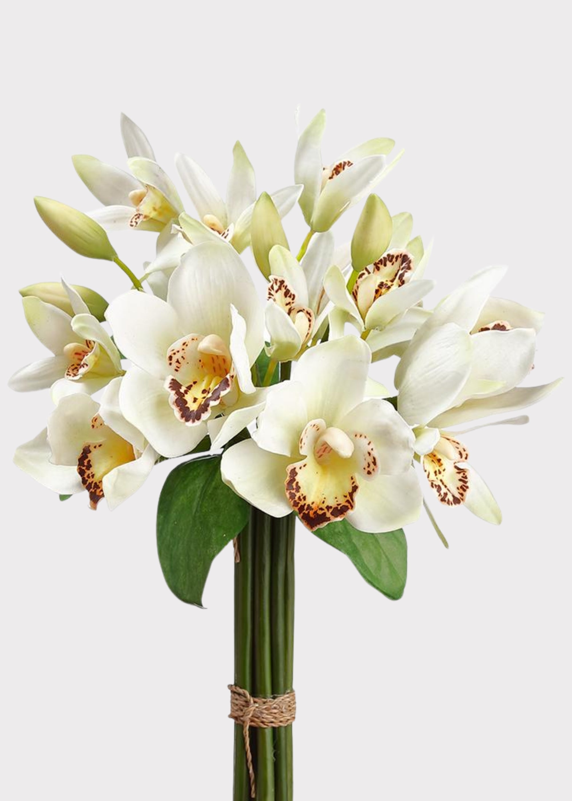 White Orchid for Home Styling