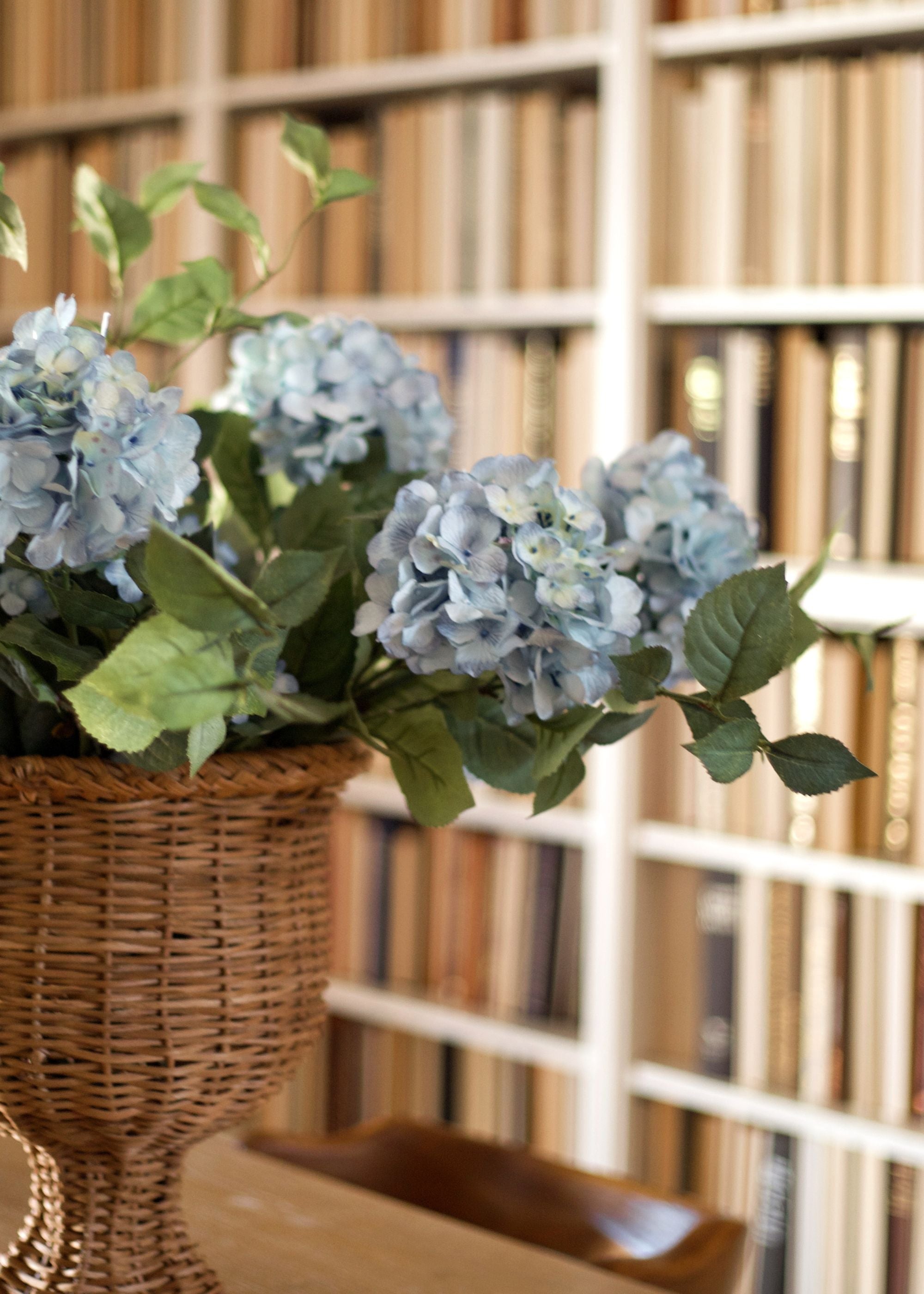 Blue Hydrangea for Home Styling