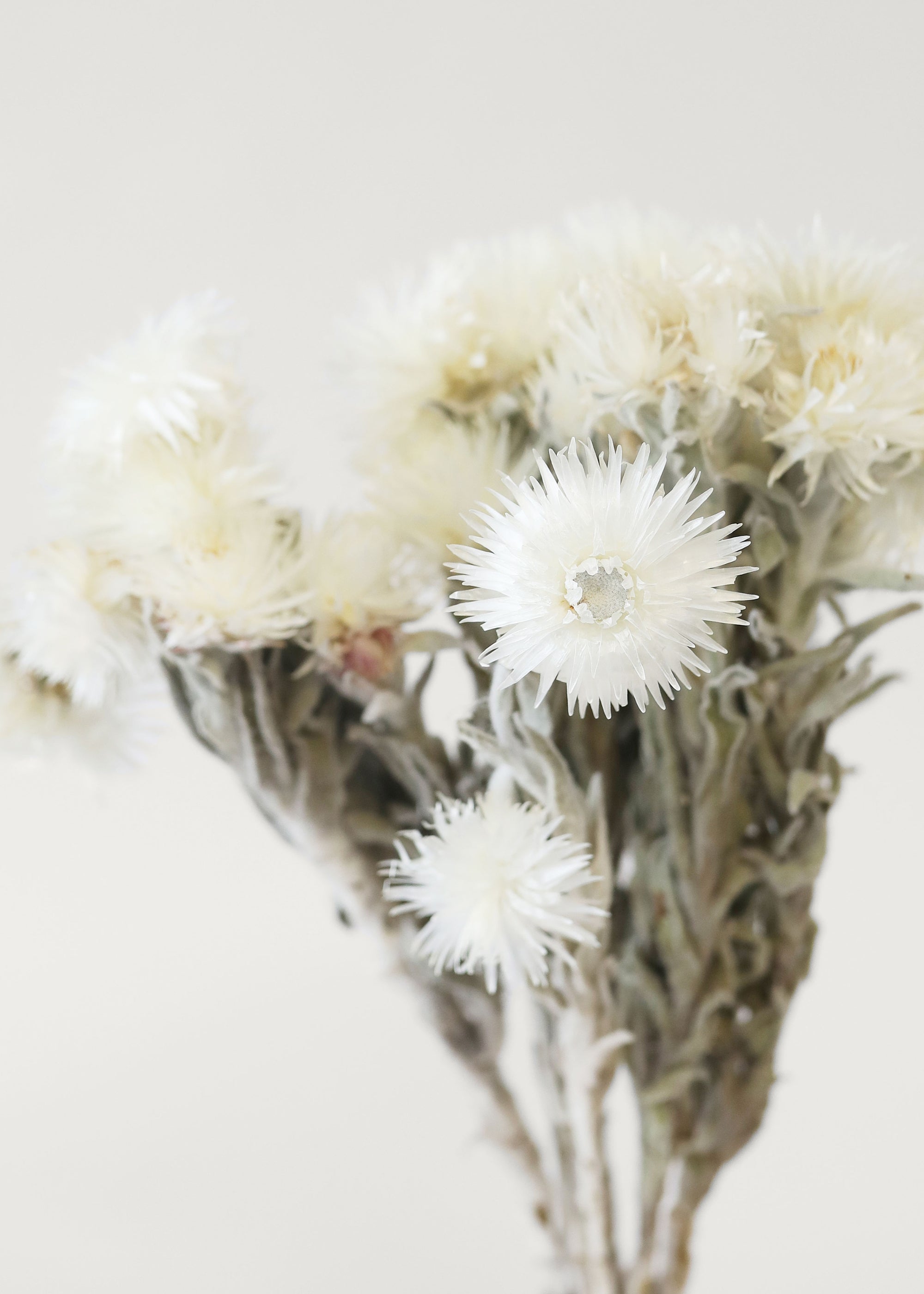 White Dried Daisy Bundle for Vase Styling