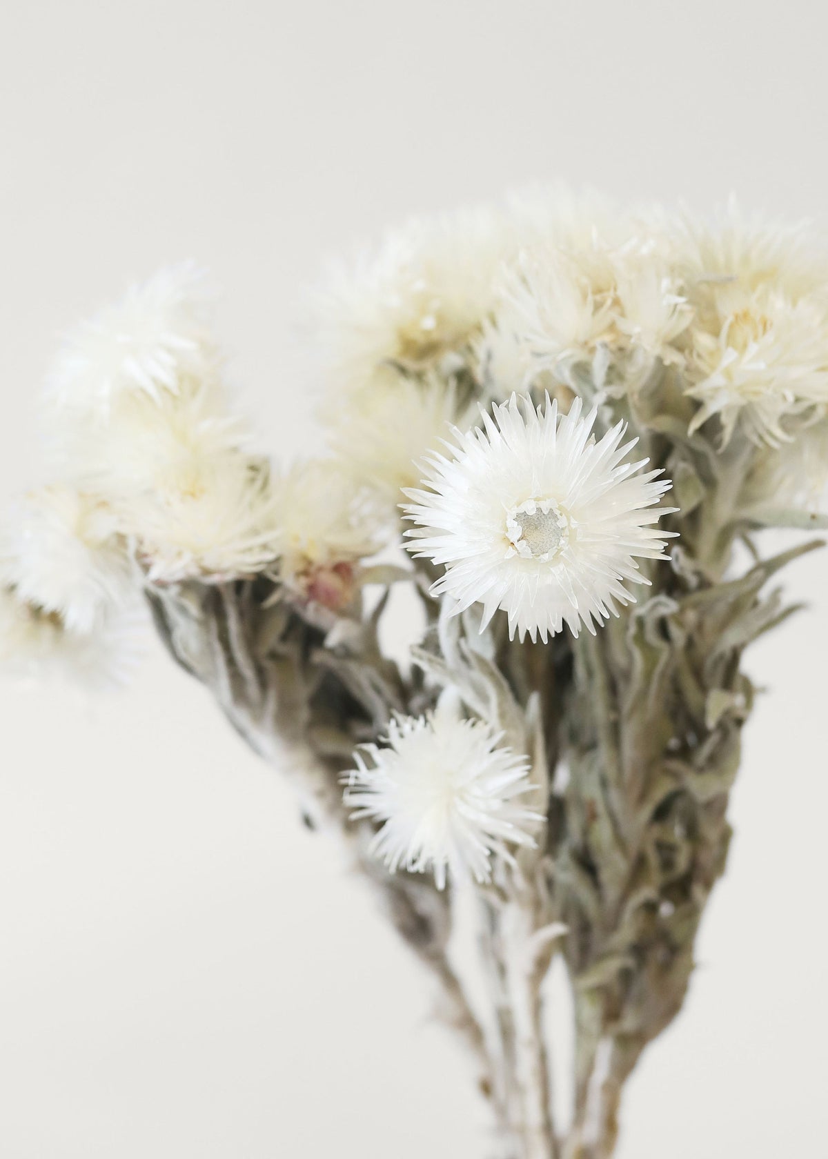 White Dried Daisy Bundle for Vase Styling