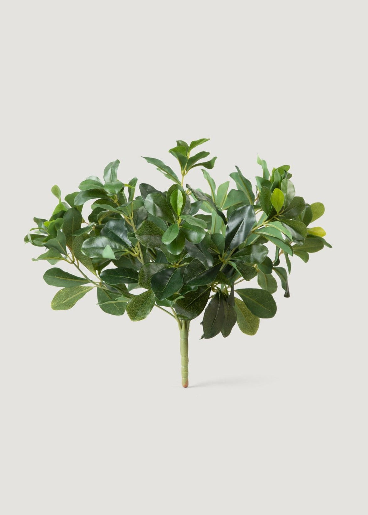 Faux Save - Wax Privet Leaf Stem for Vase Styling