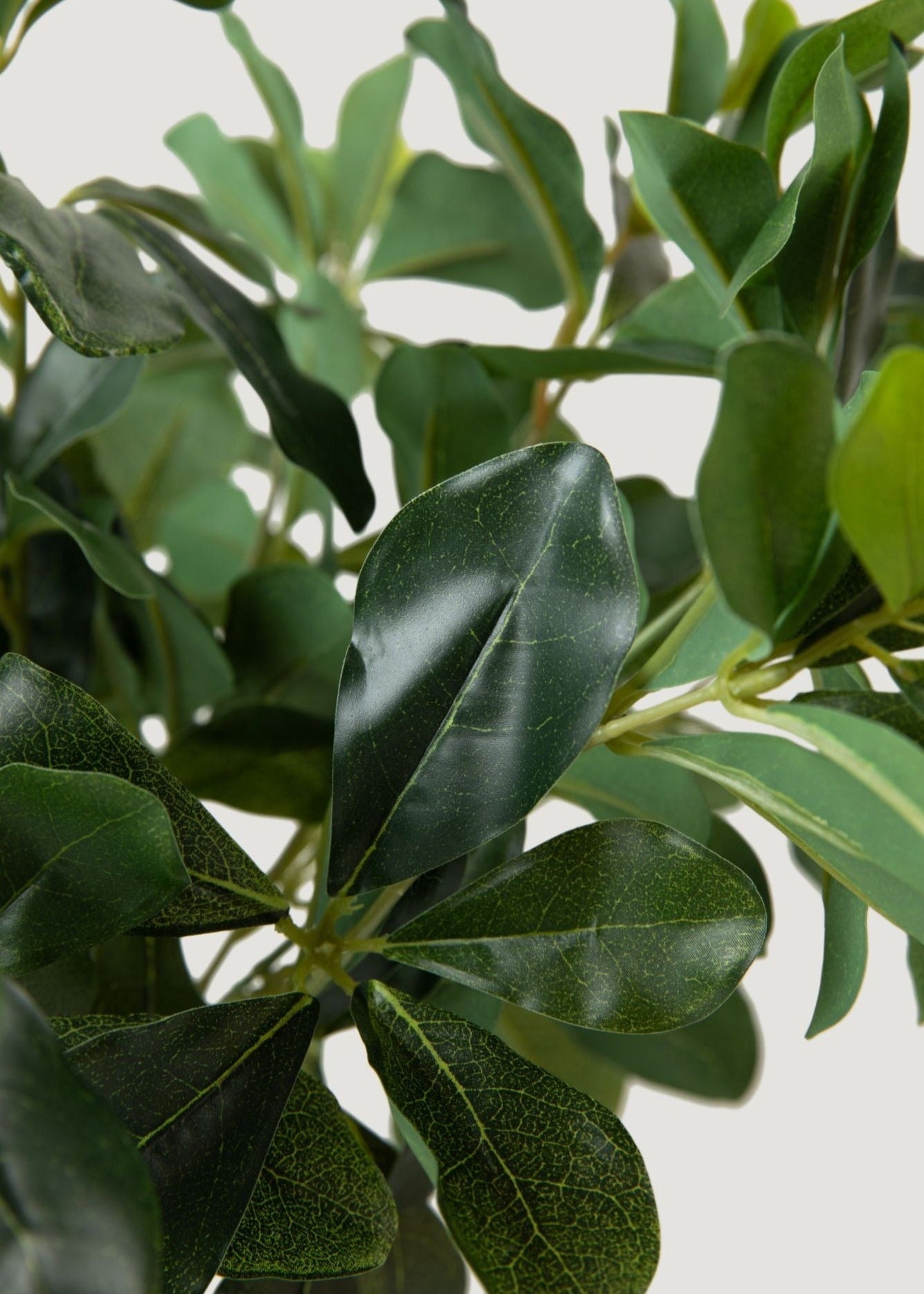 Faux Save - Wax Privet Leaf Stem for Vase Styling