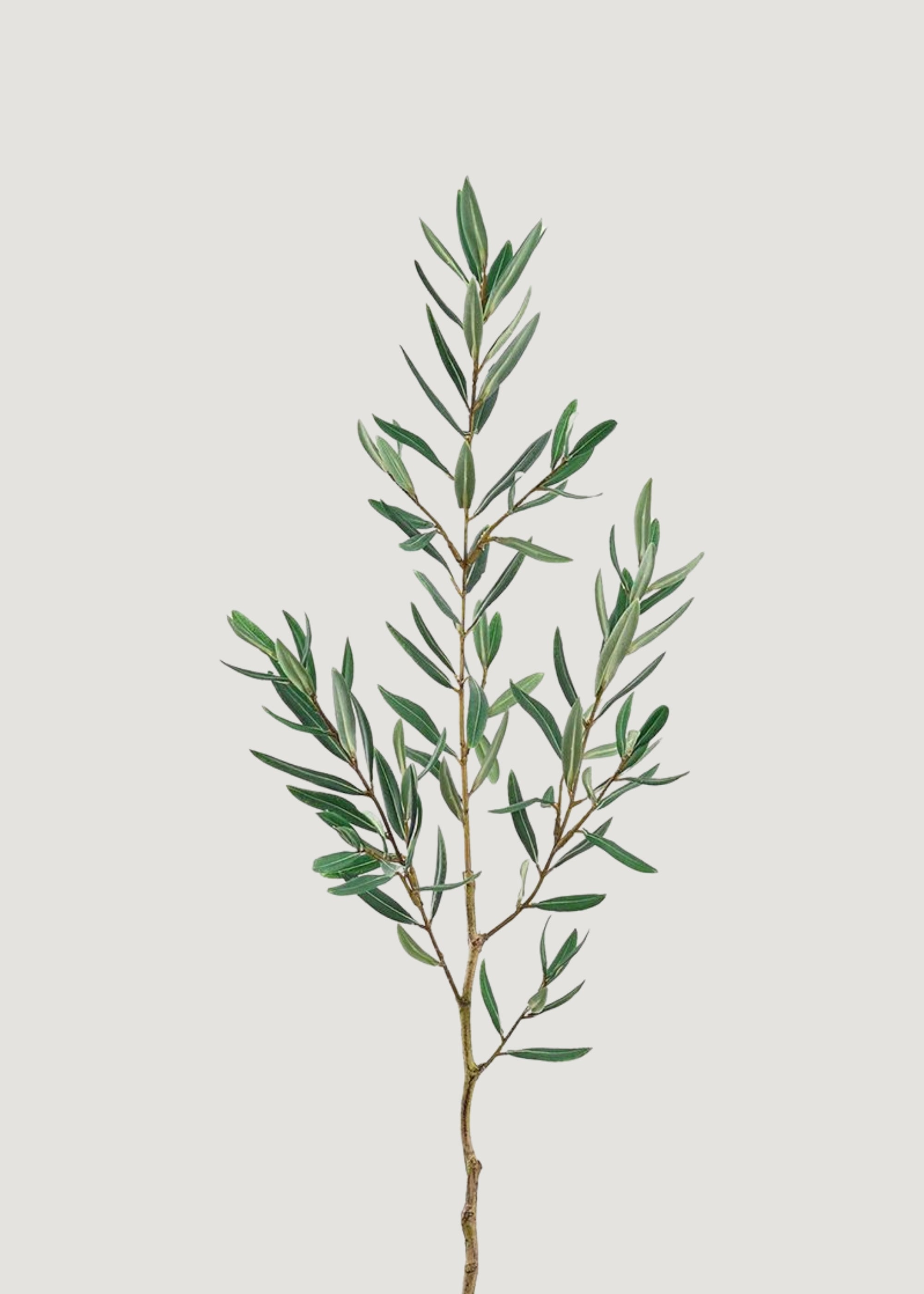 Green Faux Olive Branch for Vase Styling