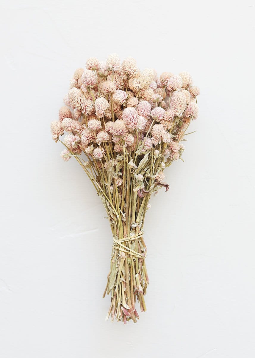 Air-dried Globe Amaranth Pink for Home Styling