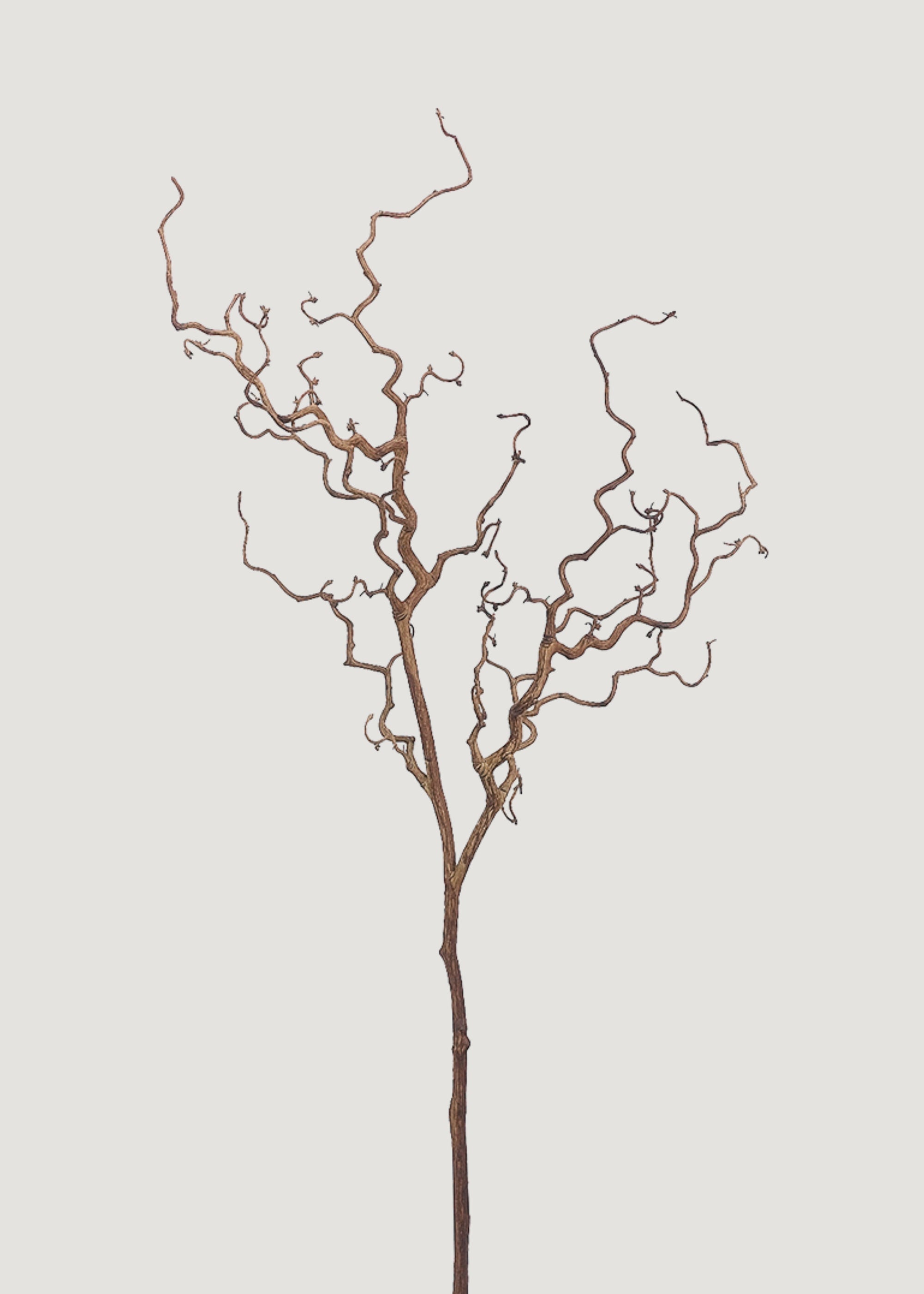 Dried Tall Branch for Seasonal Vase Styling