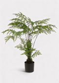Faux Fern Arrangement for Home Decor