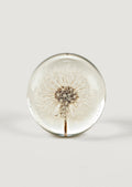 Preserved Dandelion Head Paper Weight for Home Styling