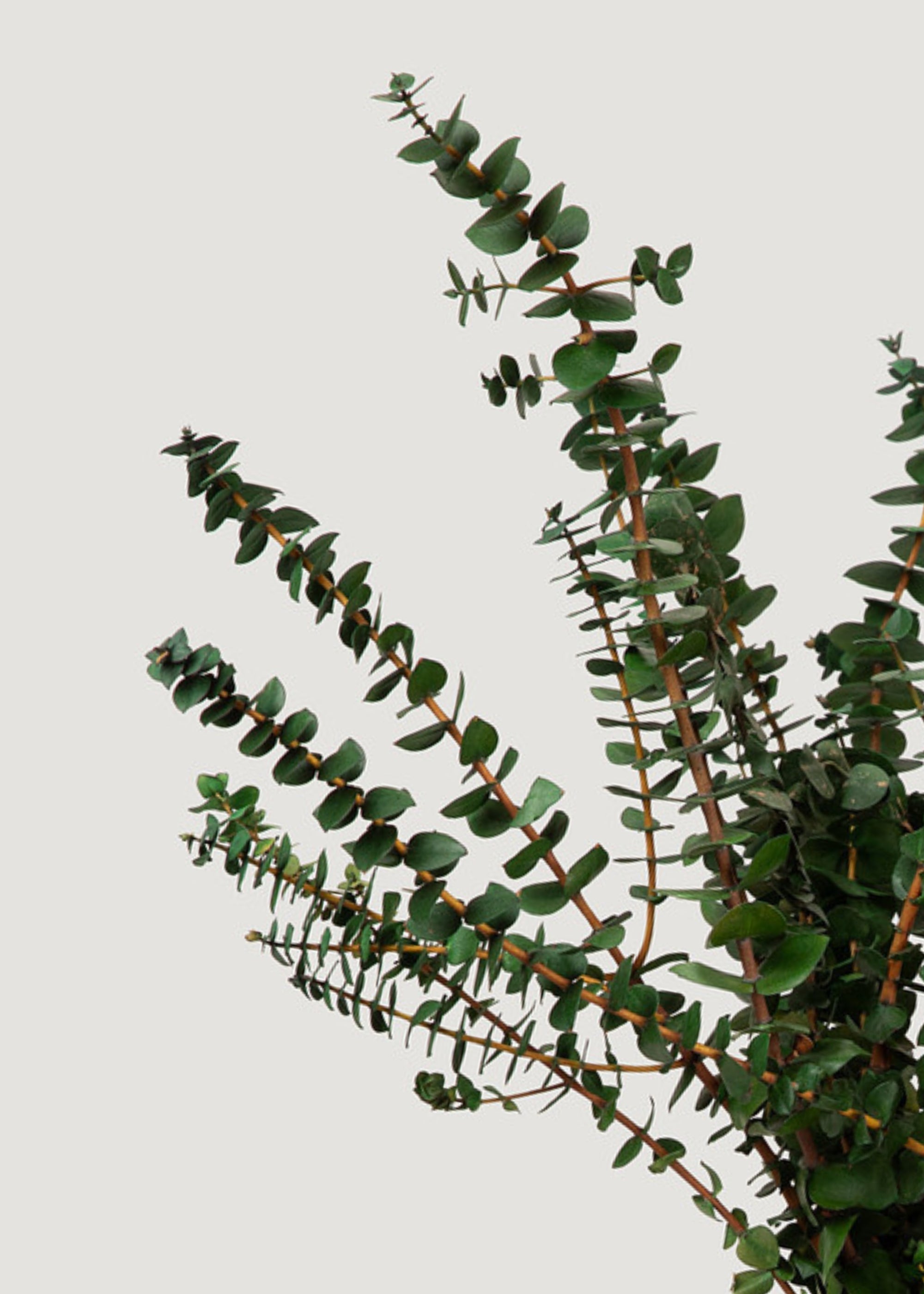 Faux Eucalyptus Bundle for Vase and Wedding Styling