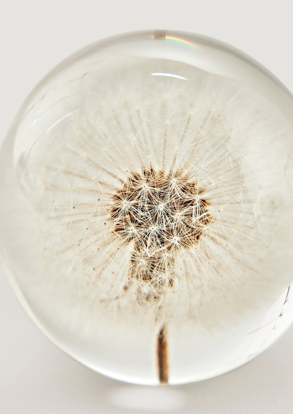 Preserved Dandelion Head Paper Weight for Home Styling