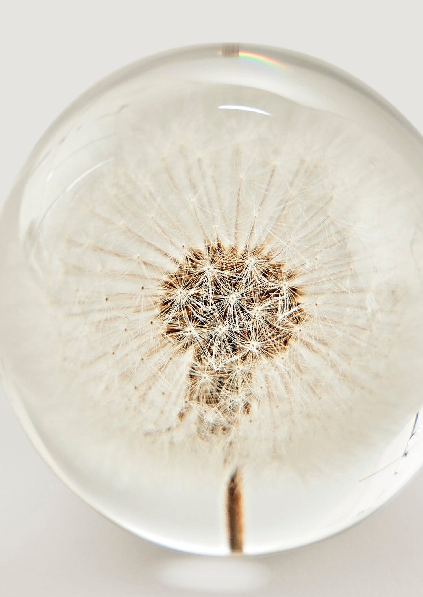 Preserved Dandelion Head Paper Weight for Home Styling