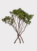 Faux Fresh Manzanita Branches with Leaves for Vase Styling