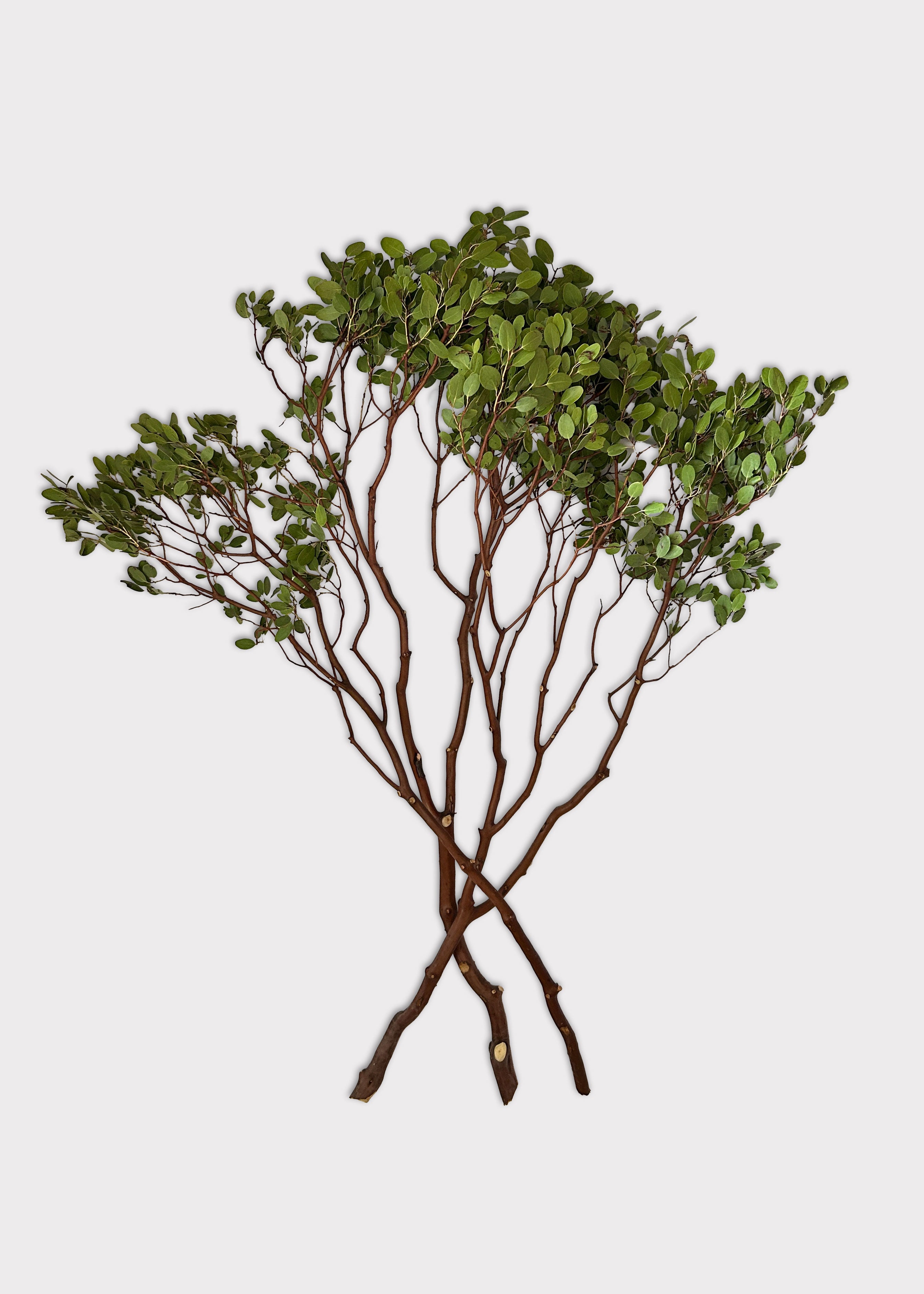 Faux Fresh Manzanita Branches with Leaves for Vase Styling