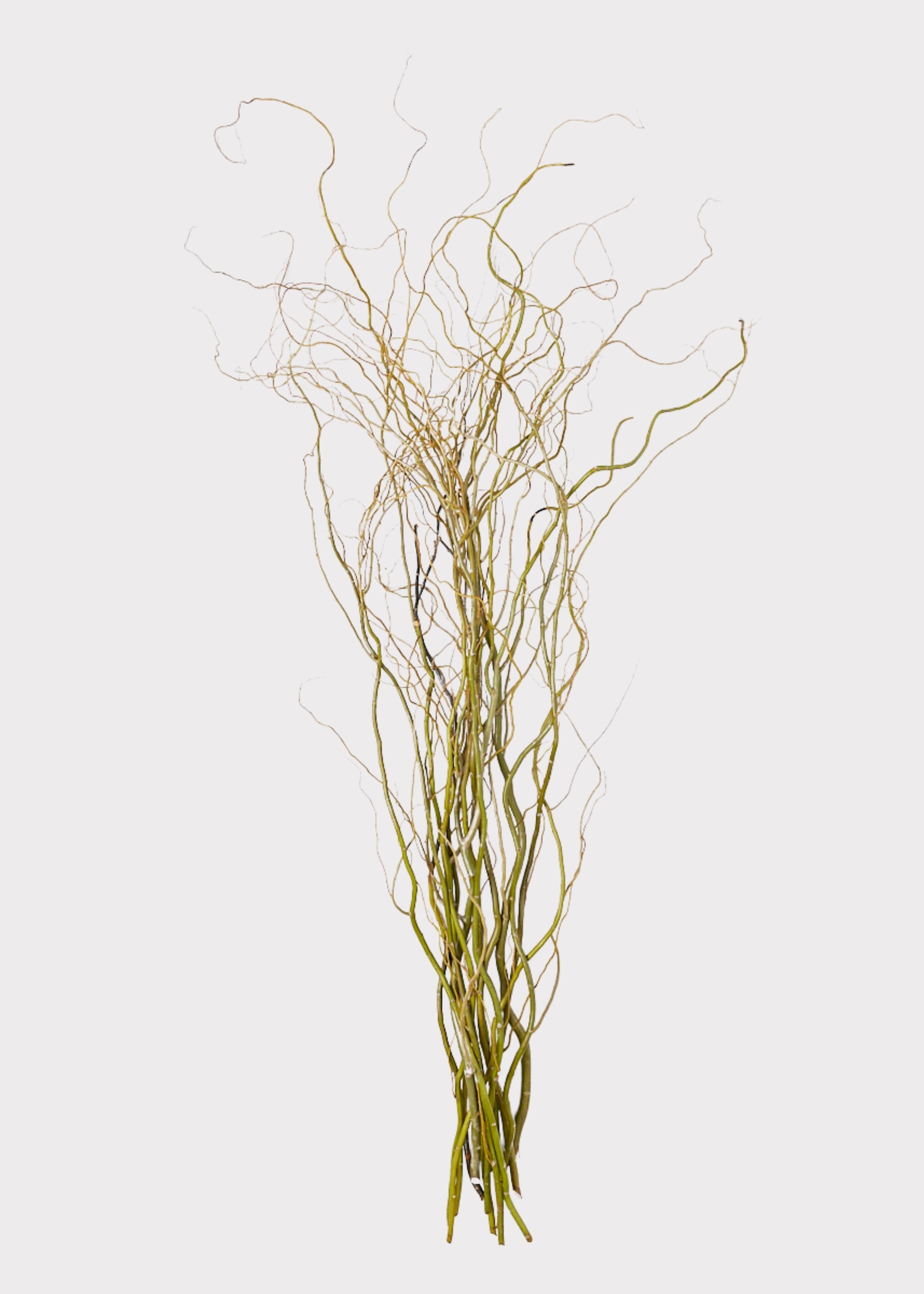 Faux Fresh Curly Willow Branches for Vase Styling