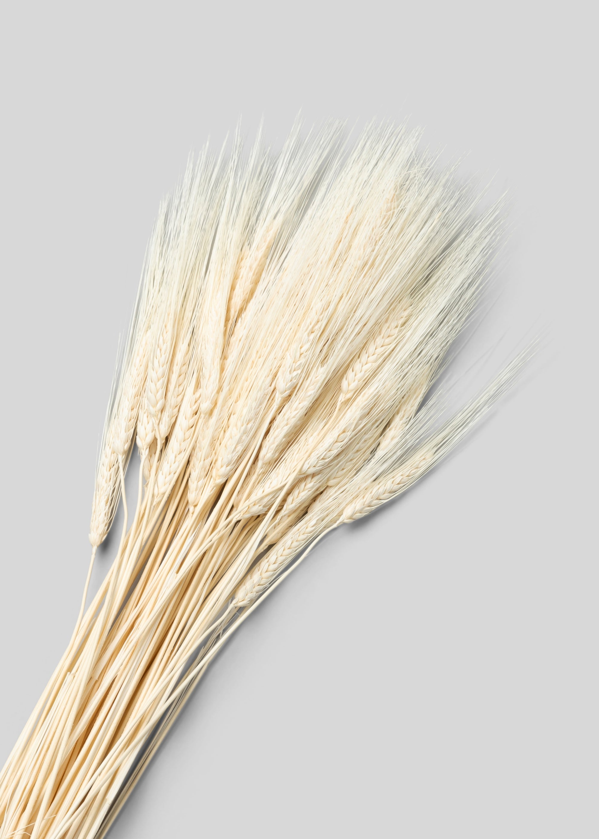 Faux Bleached Natural Triticum Wheat - 8 Oz Bunch Bundle for Vase and Wedding Styling