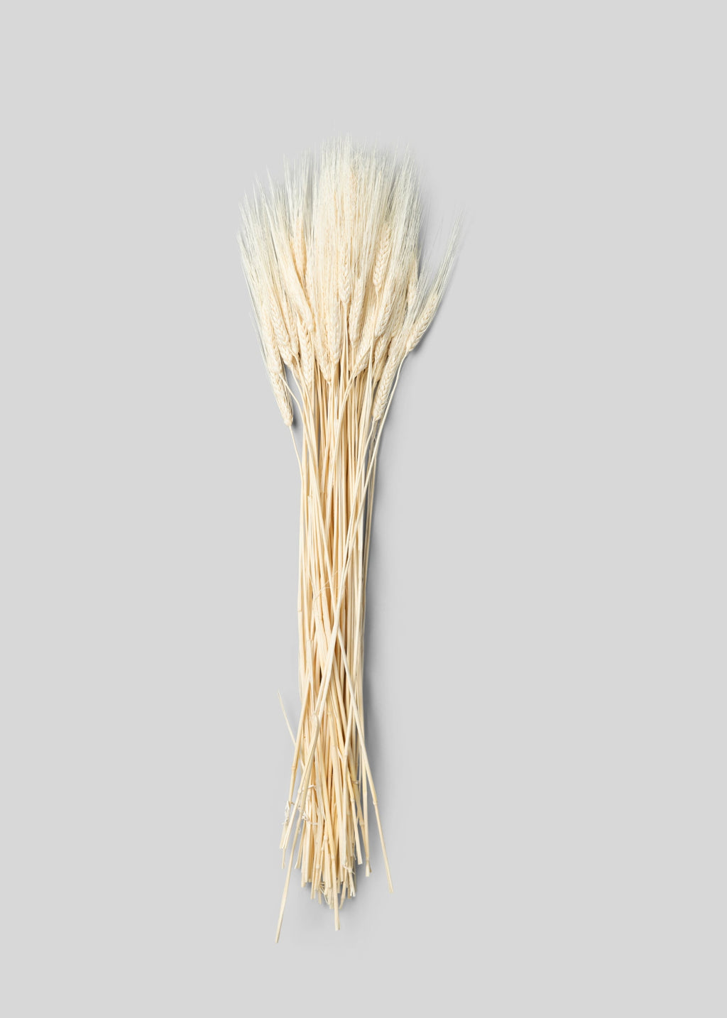 Faux Bleached Natural Triticum Wheat - 8 Oz Bunch Bundle for Vase and Wedding Styling