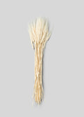 Faux Bleached Natural Triticum Wheat - 8 Oz Bunch Bundle for Vase and Wedding Styling