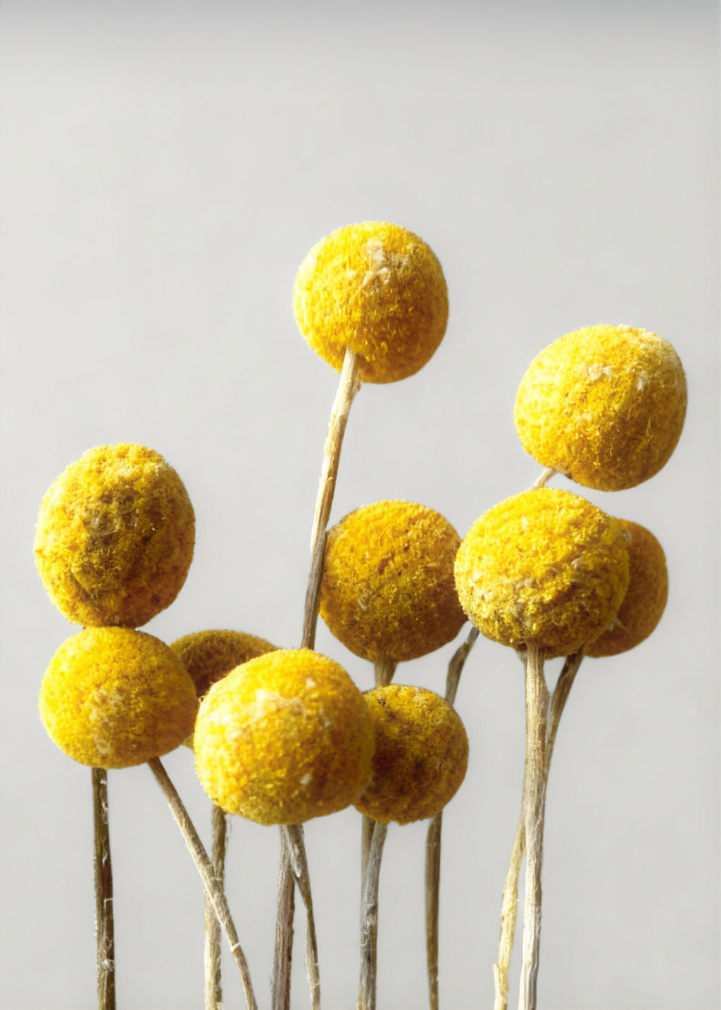Dried 10 Dried Yellow Craspedia Billy Button Bundle for Vase Styling