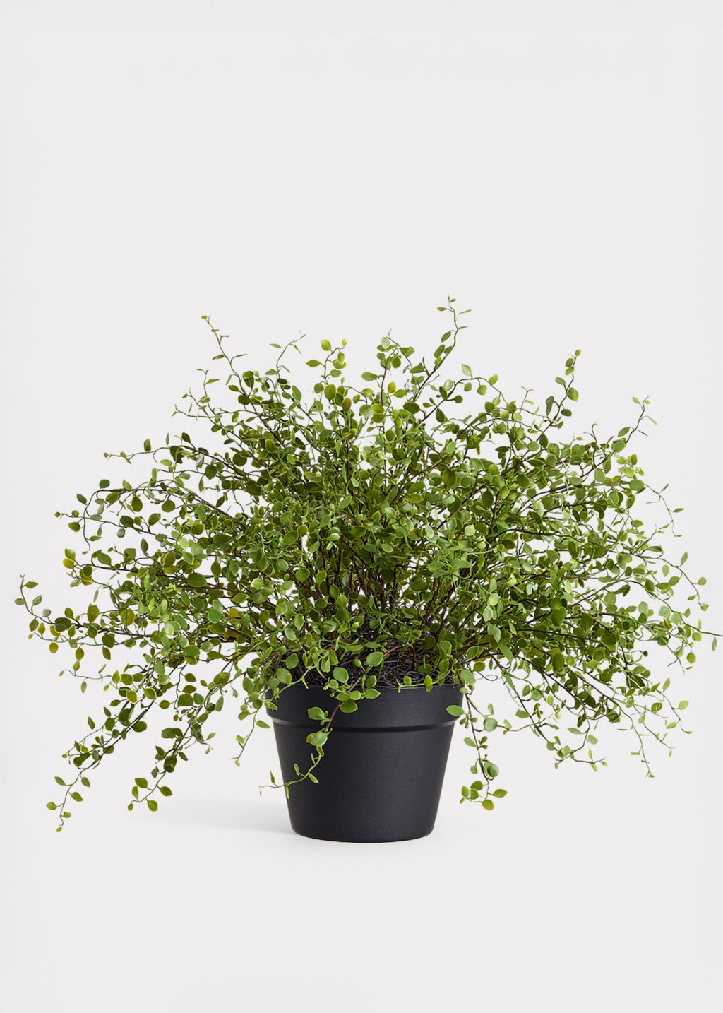 Faux Maidenhair Creeping Vine Potted Arrangement for Home Decor