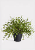 Faux Maidenhair Creeping Vine Potted Arrangement for Home Decor