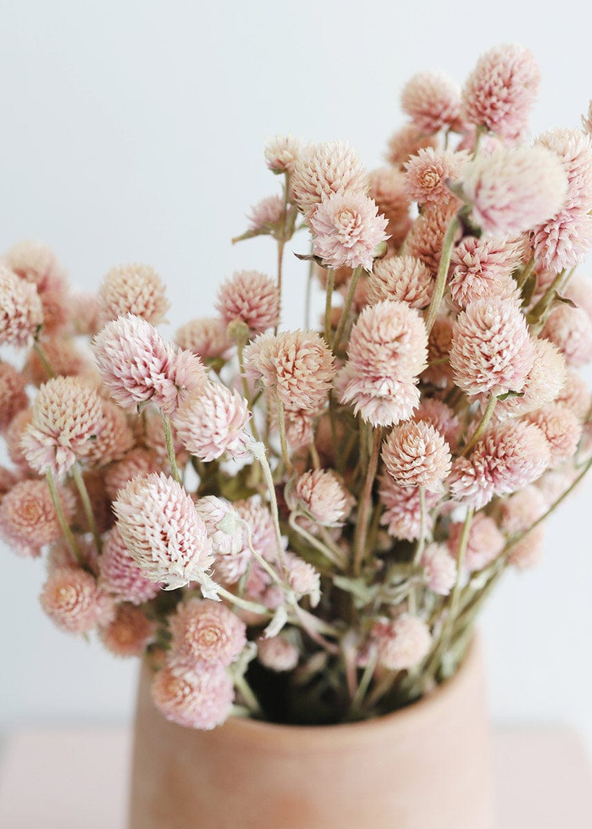 Air-dried Globe Amaranth Pink for Home Styling