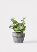 Faux Succulent Arrangement for Home Decor