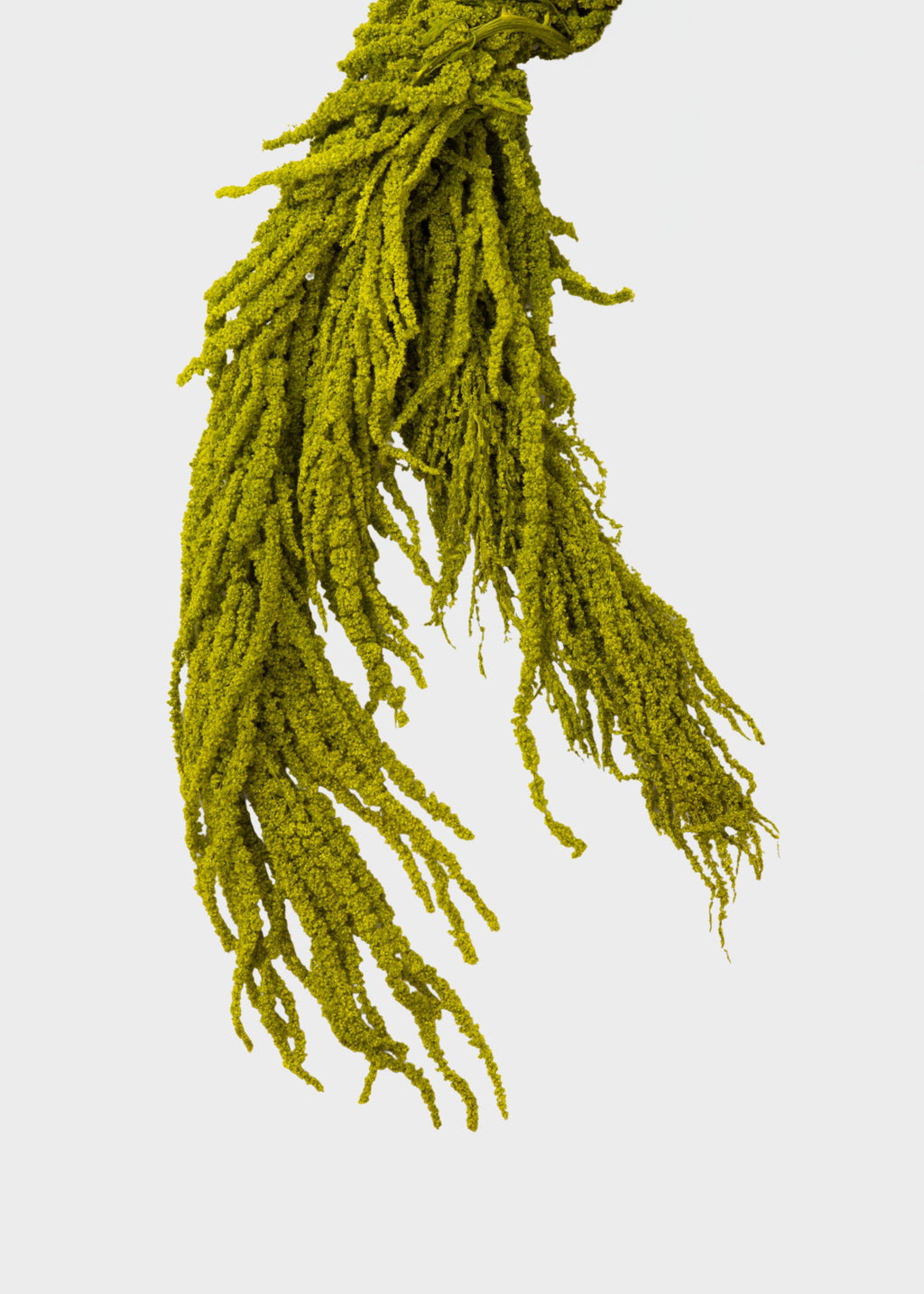 Green Preserved Hanging Amaranthus for Home Styling