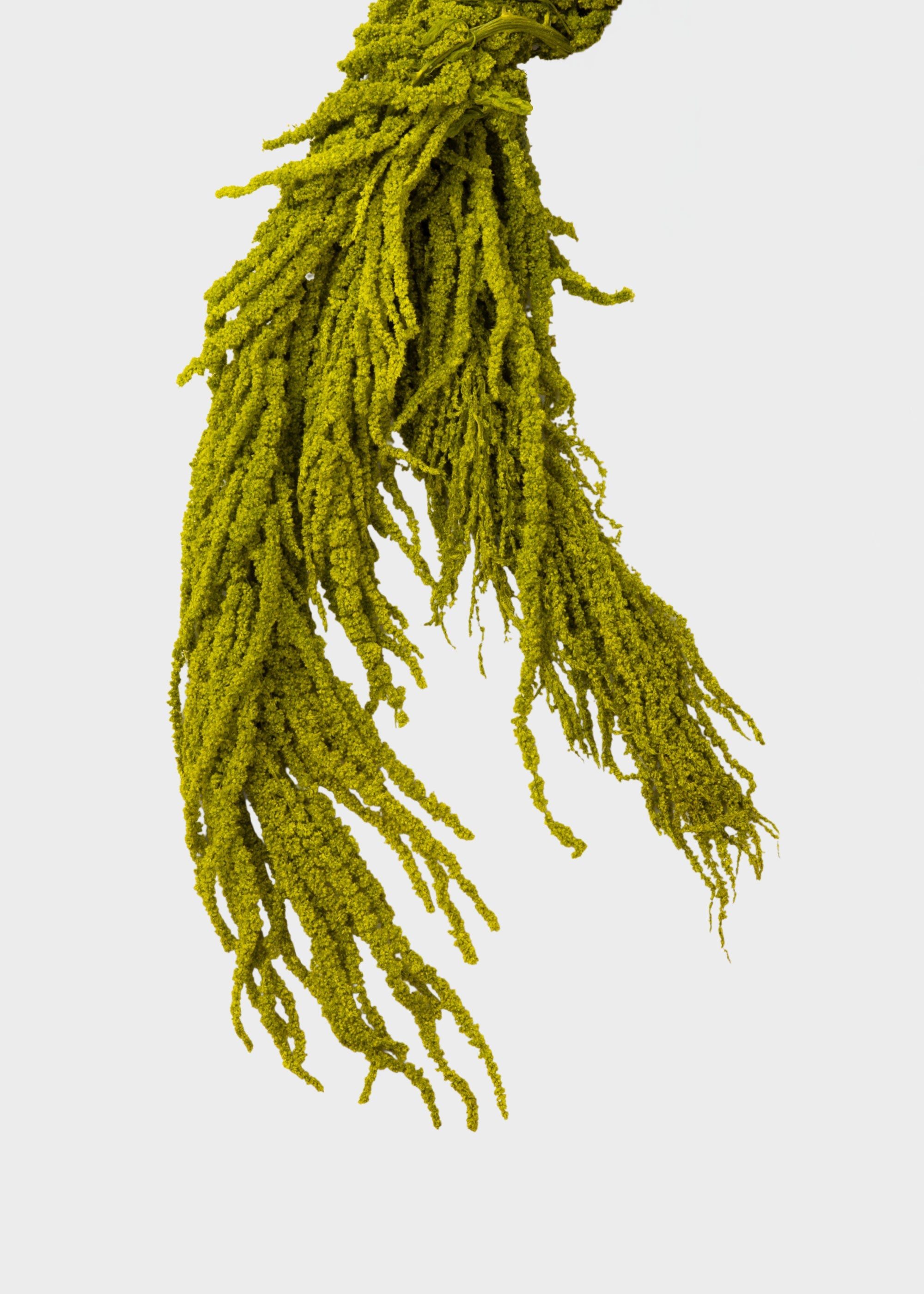 Green Preserved Hanging Amaranthus for Home Styling