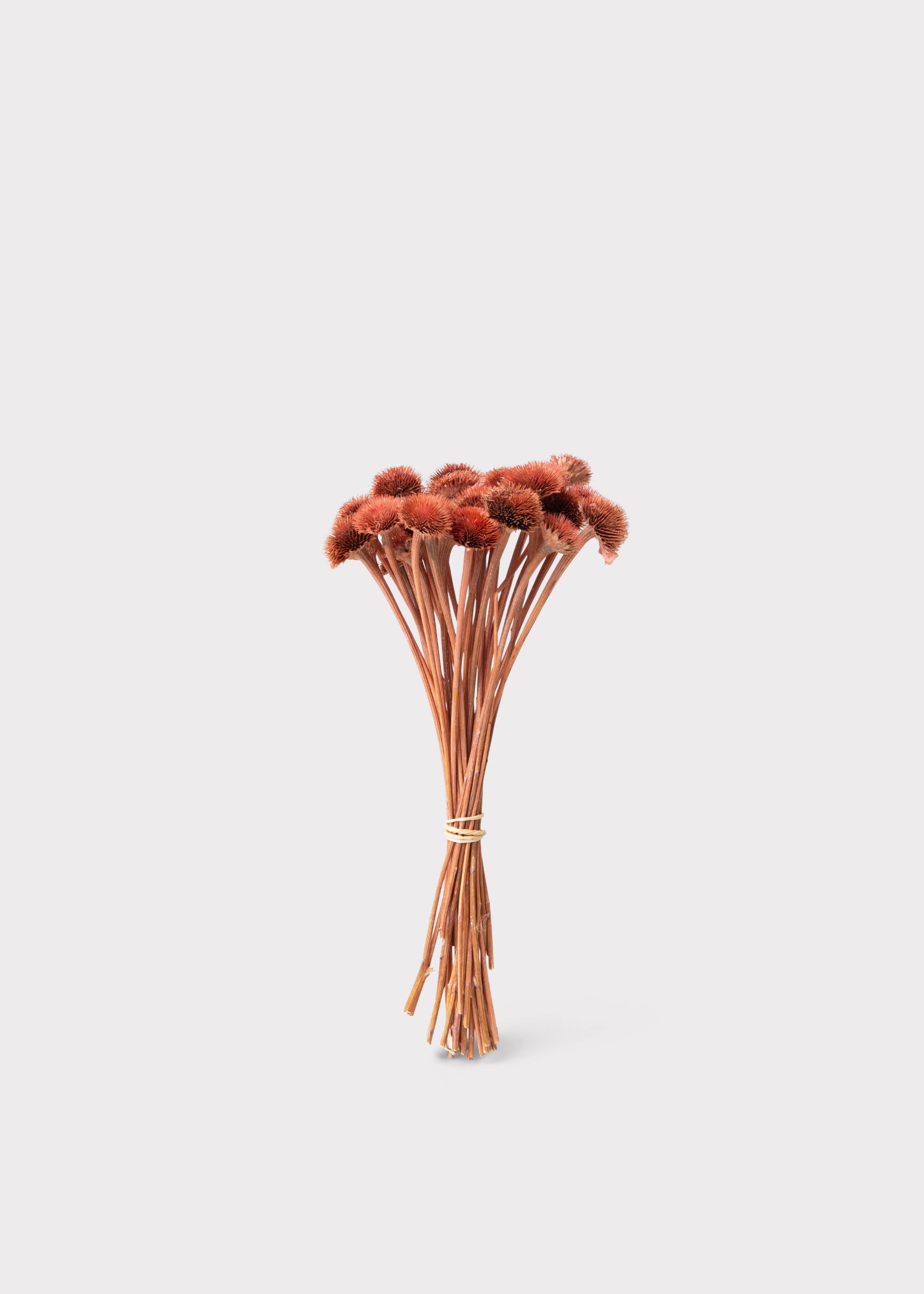 Pink Daisy for Home Styling