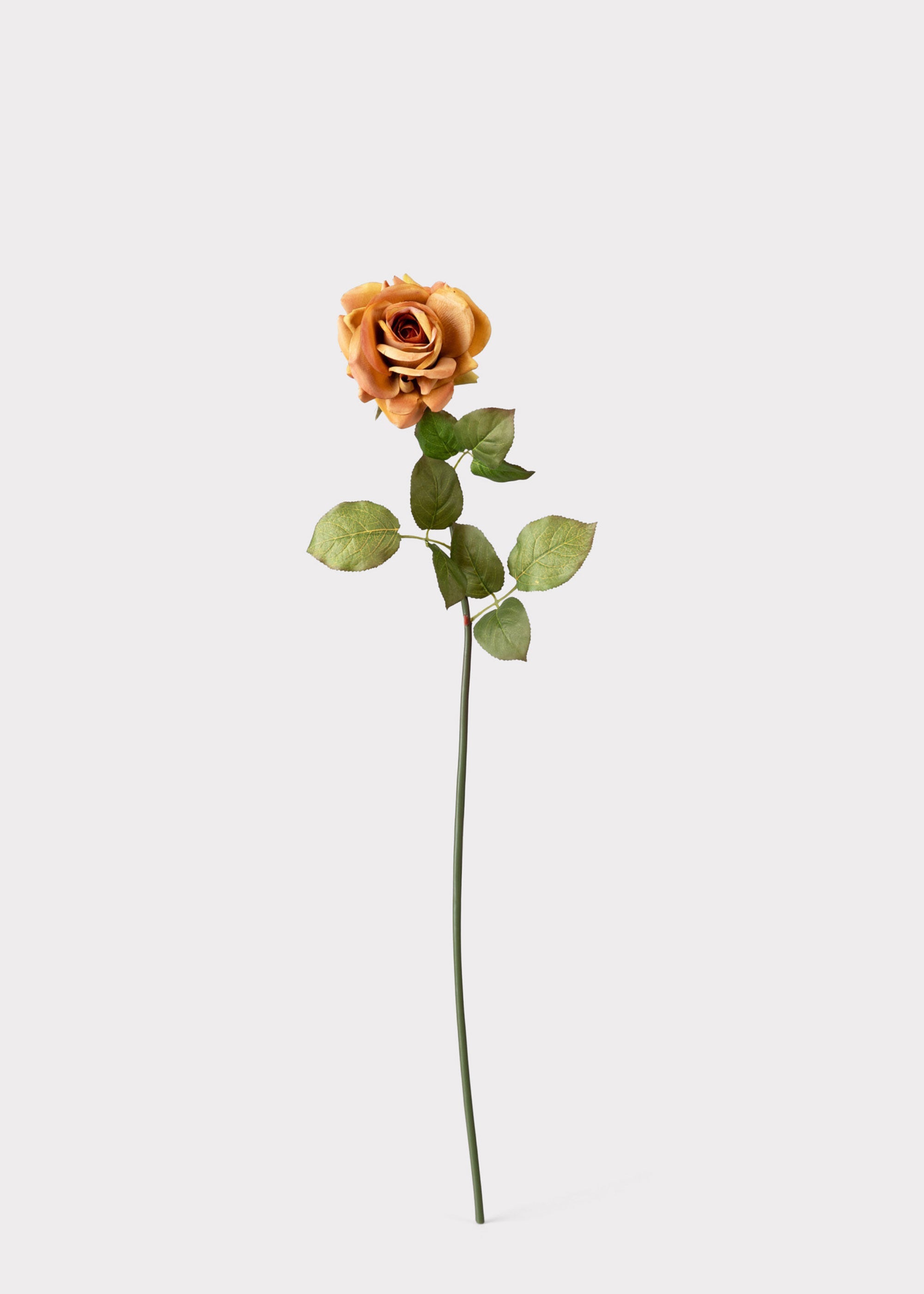Orange Rose for Home Styling