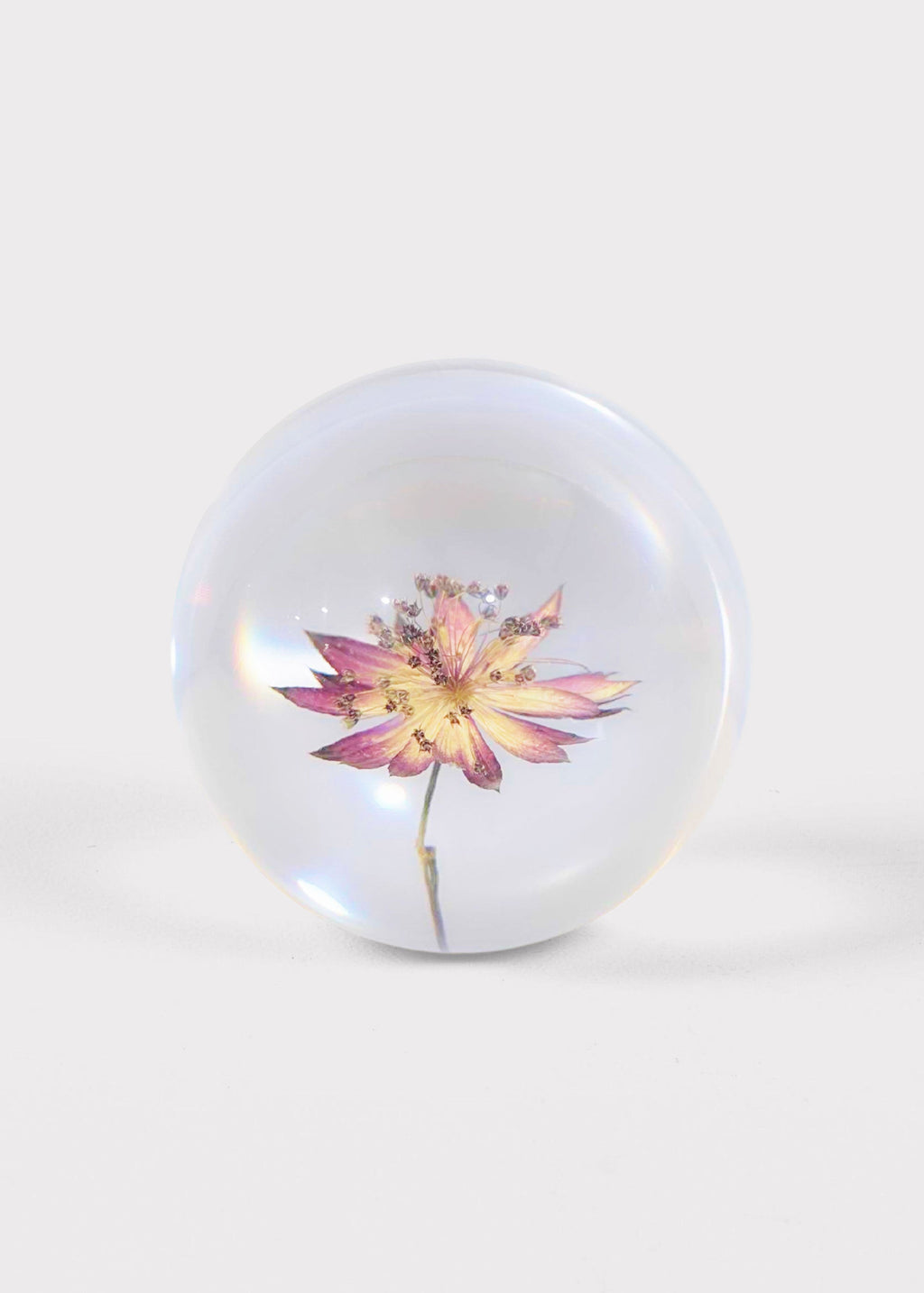 Preserved Purple Head Paperweight for Home Styling