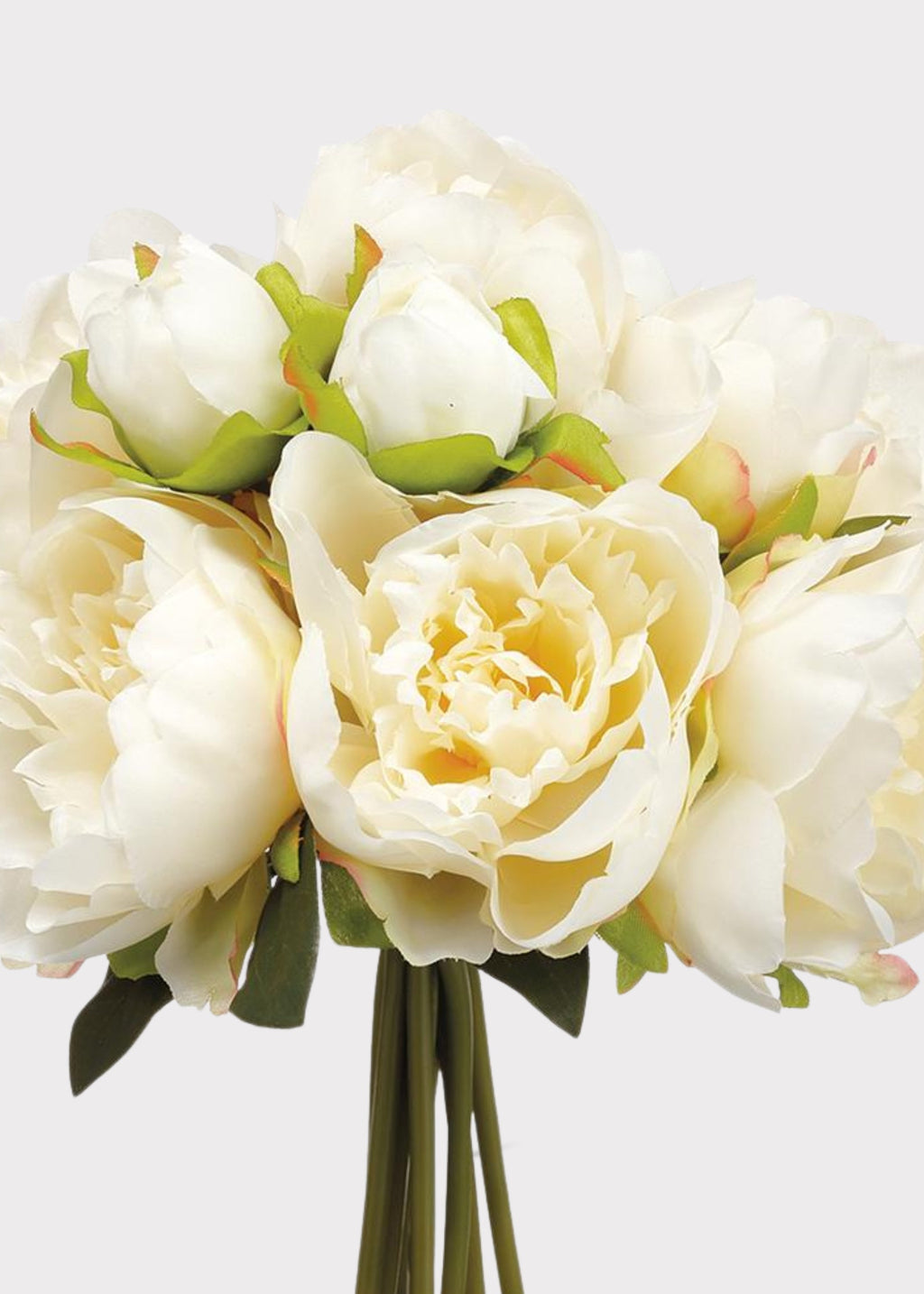 Cream Peony for Home Styling