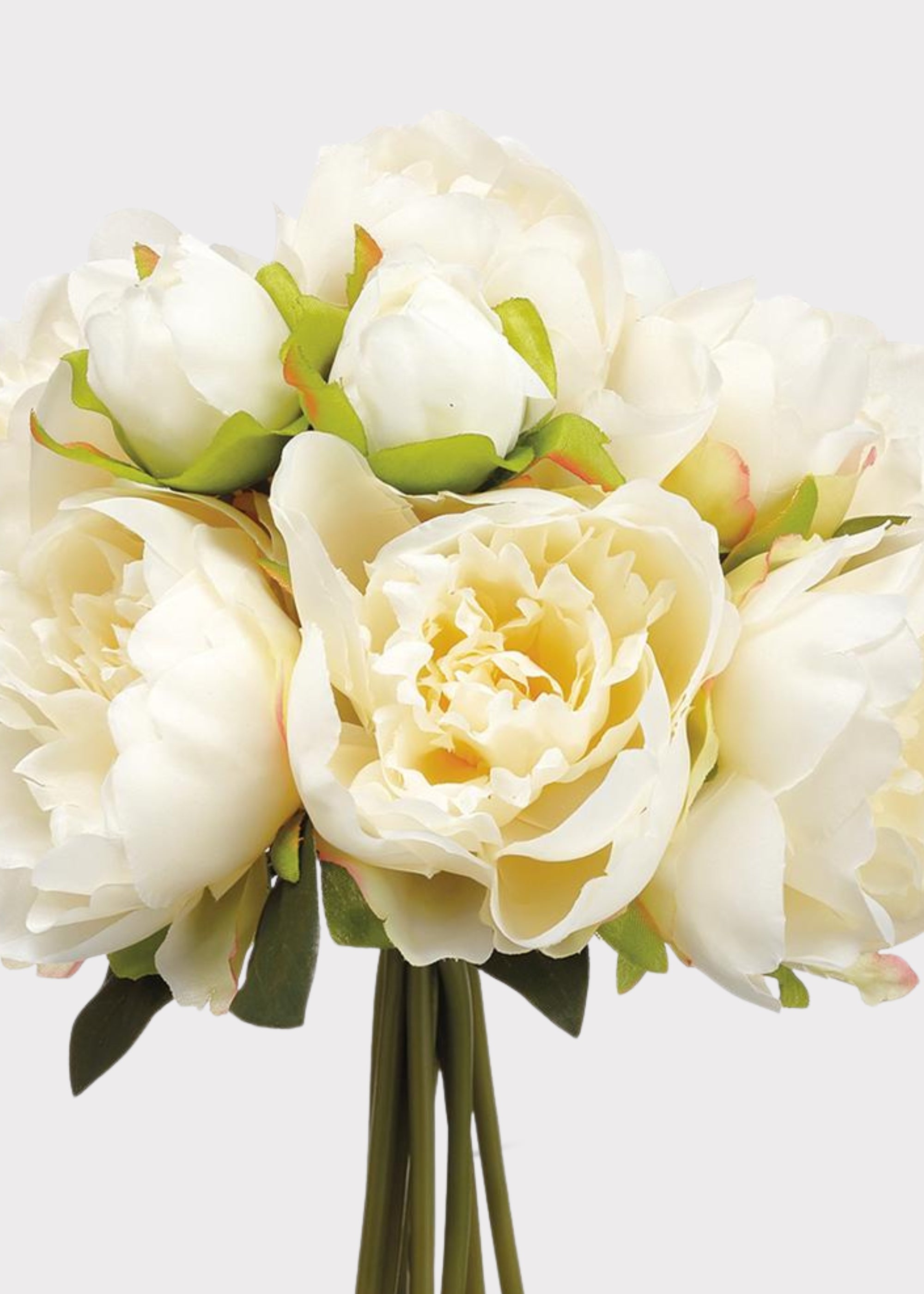 Cream Peony for Home Styling