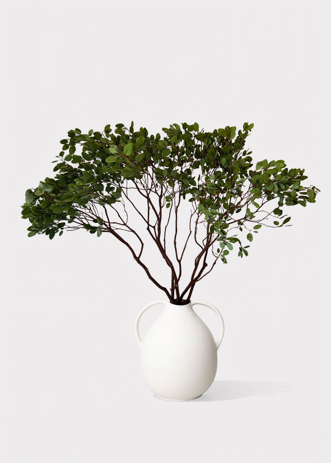 Faux Fresh Manzanita Branches with Leaves for Vase Styling