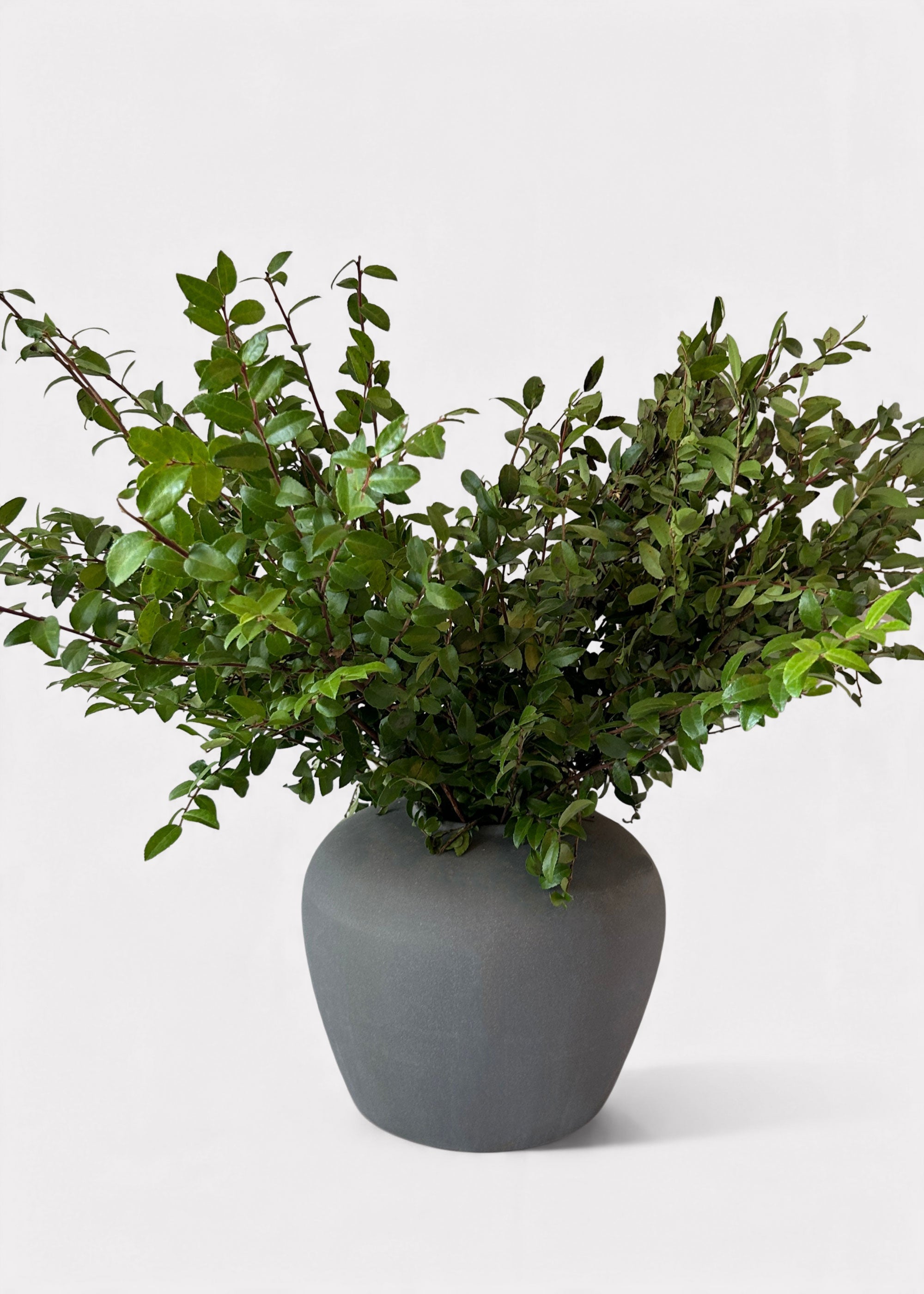Faux Fresh Huckleberry Foliage Branches Green for Vase Styling