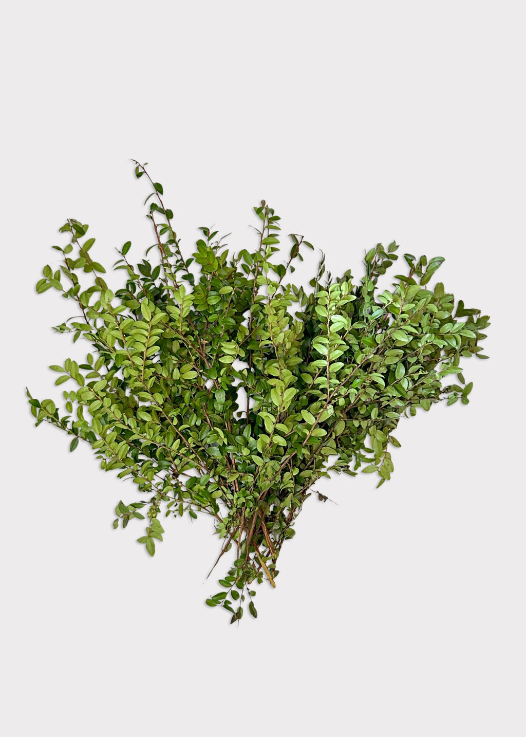 Faux Fresh Huckleberry Foliage Branches Green for Vase Styling