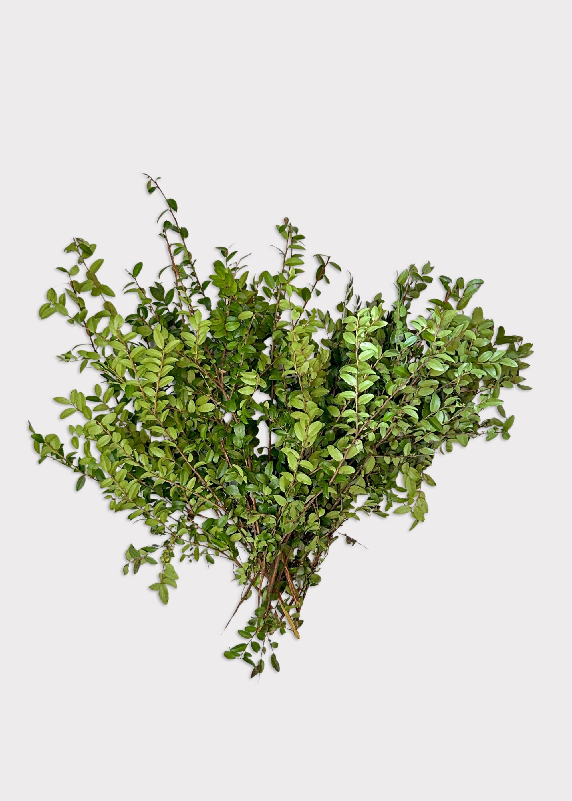 Faux Fresh Huckleberry Foliage Branches Green for Vase Styling