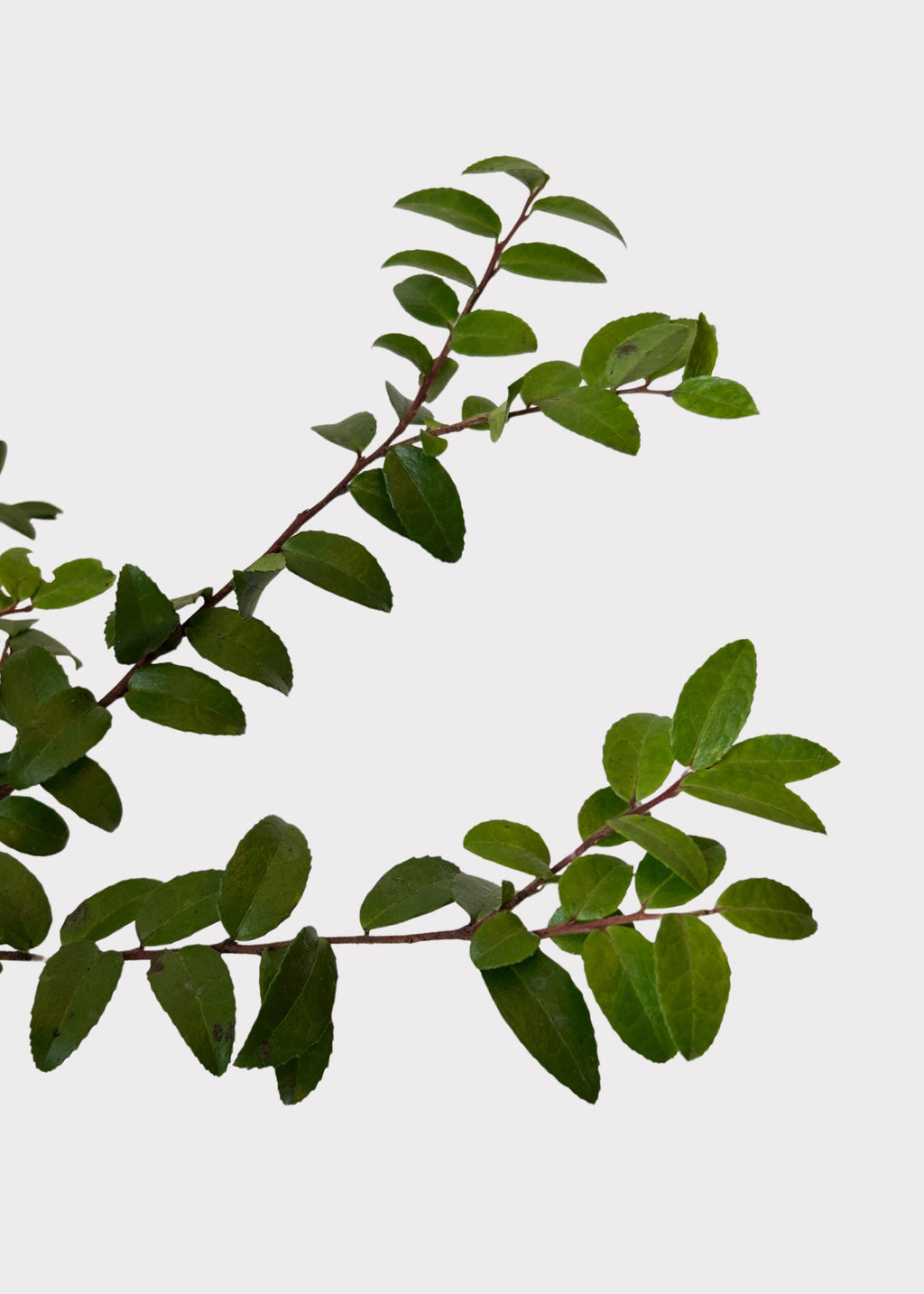 Faux Fresh Huckleberry Foliage Branches Green for Vase Styling