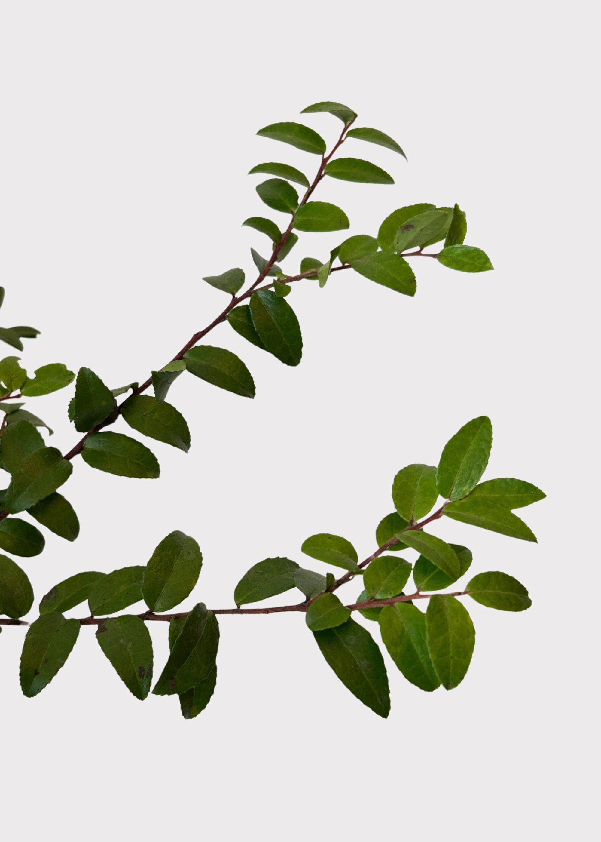 Faux Fresh Huckleberry Foliage Branches Green for Vase Styling